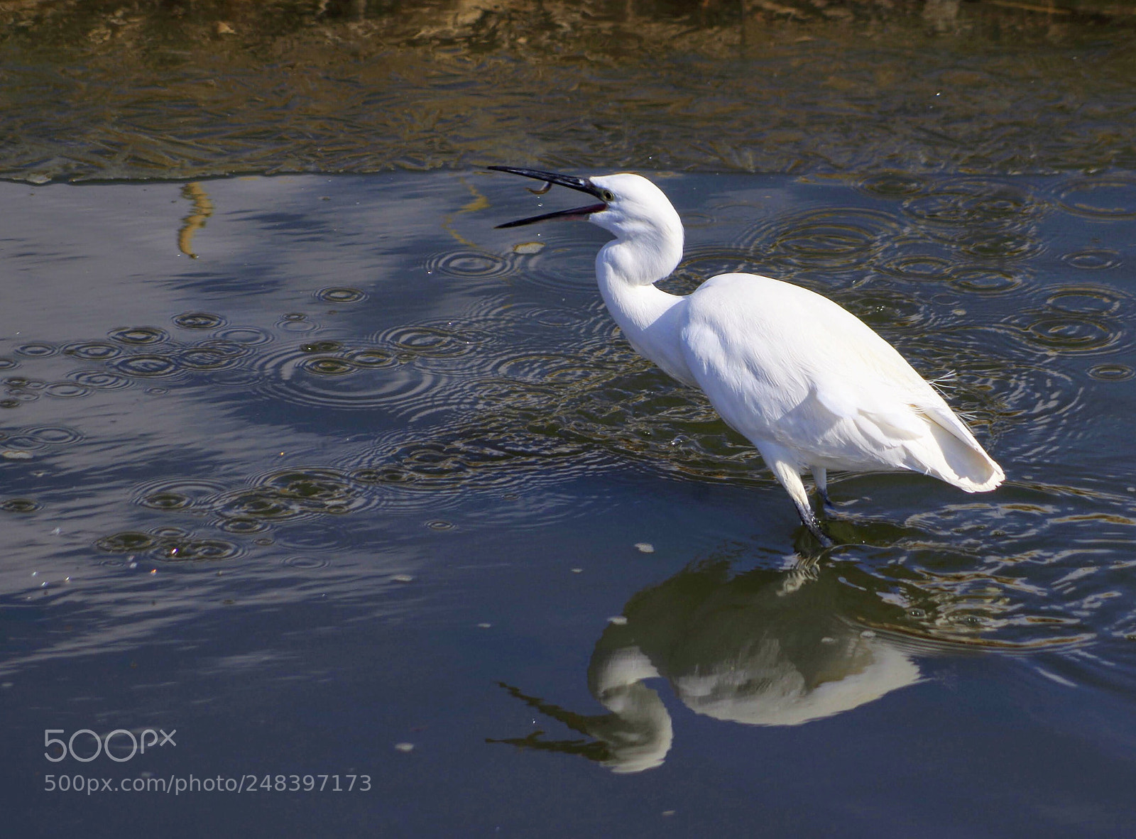 Pentax K-30 sample photo. Fish in the mouth photography