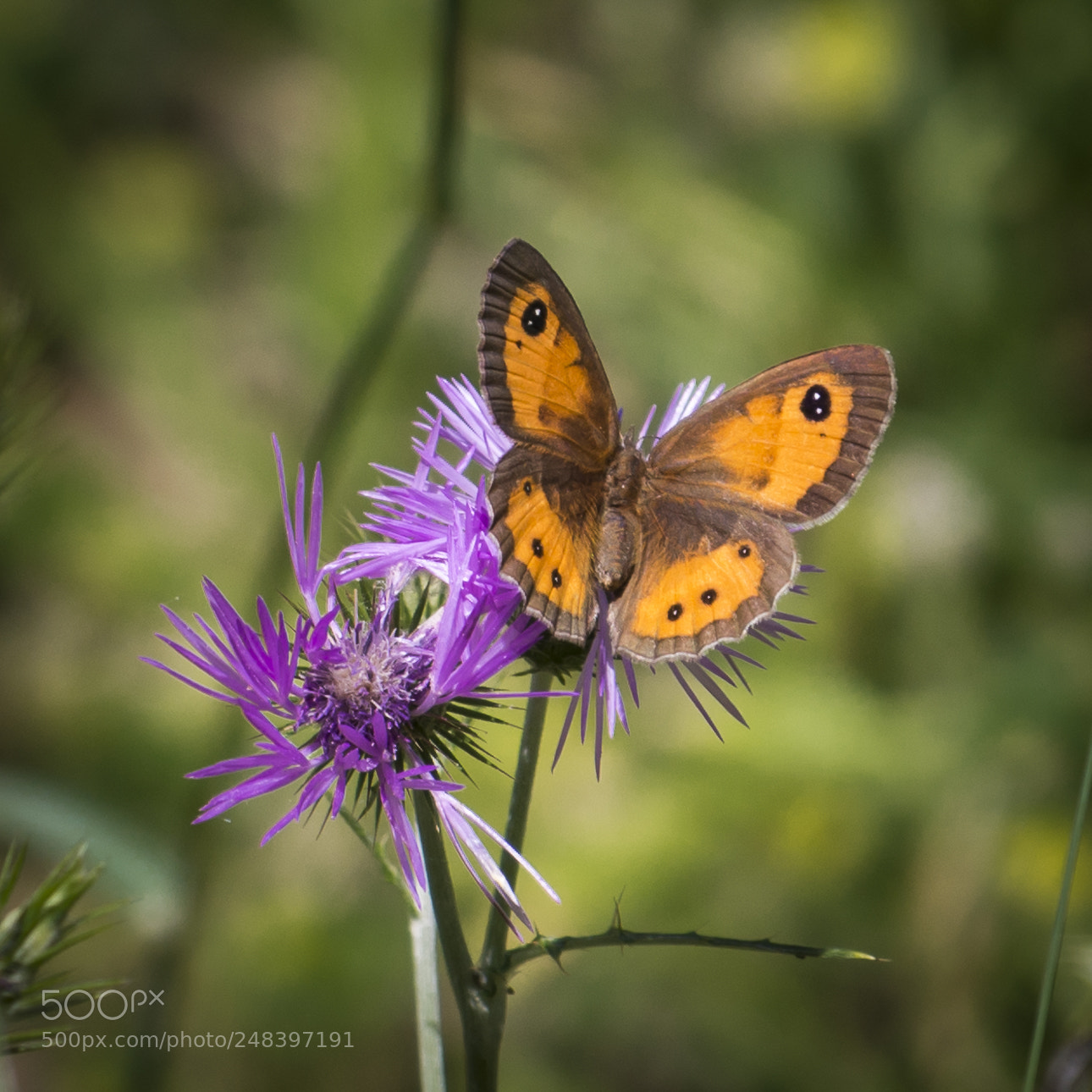 Nikon D610 sample photo. Pyronia bathseba photography