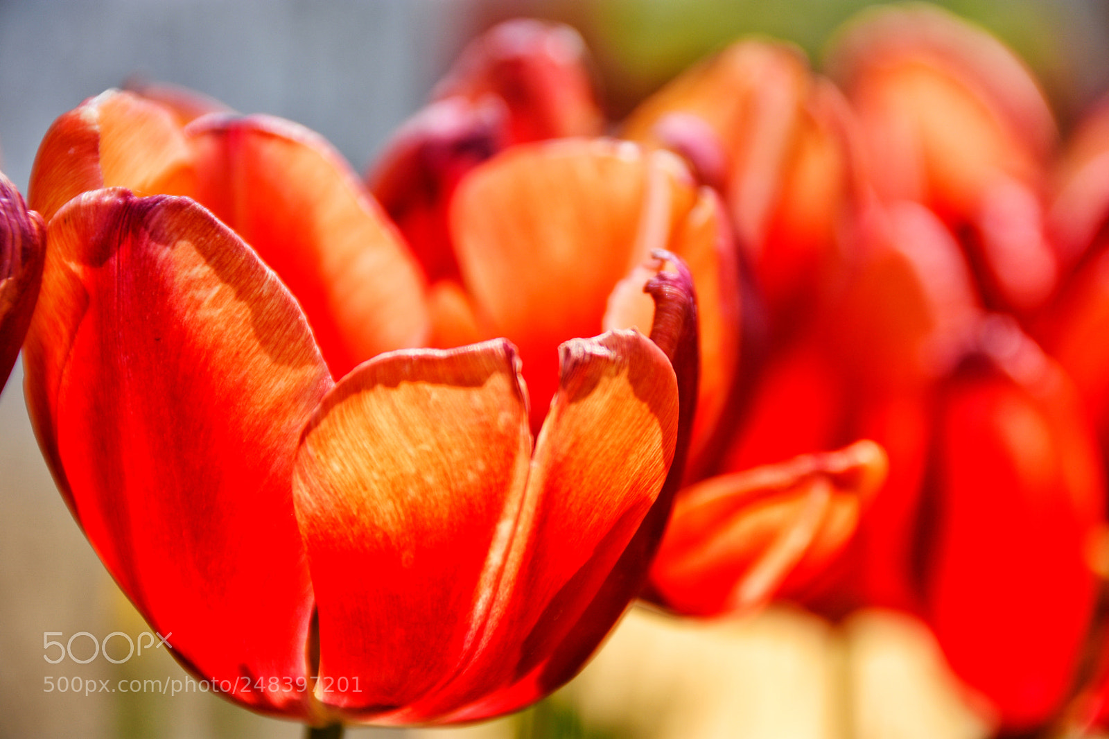 Nikon D7200 sample photo. Flower in spring photography