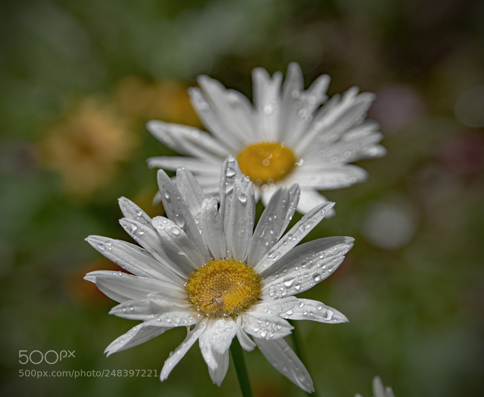 Nikon D5300 sample photo. Daisy and friend in photography