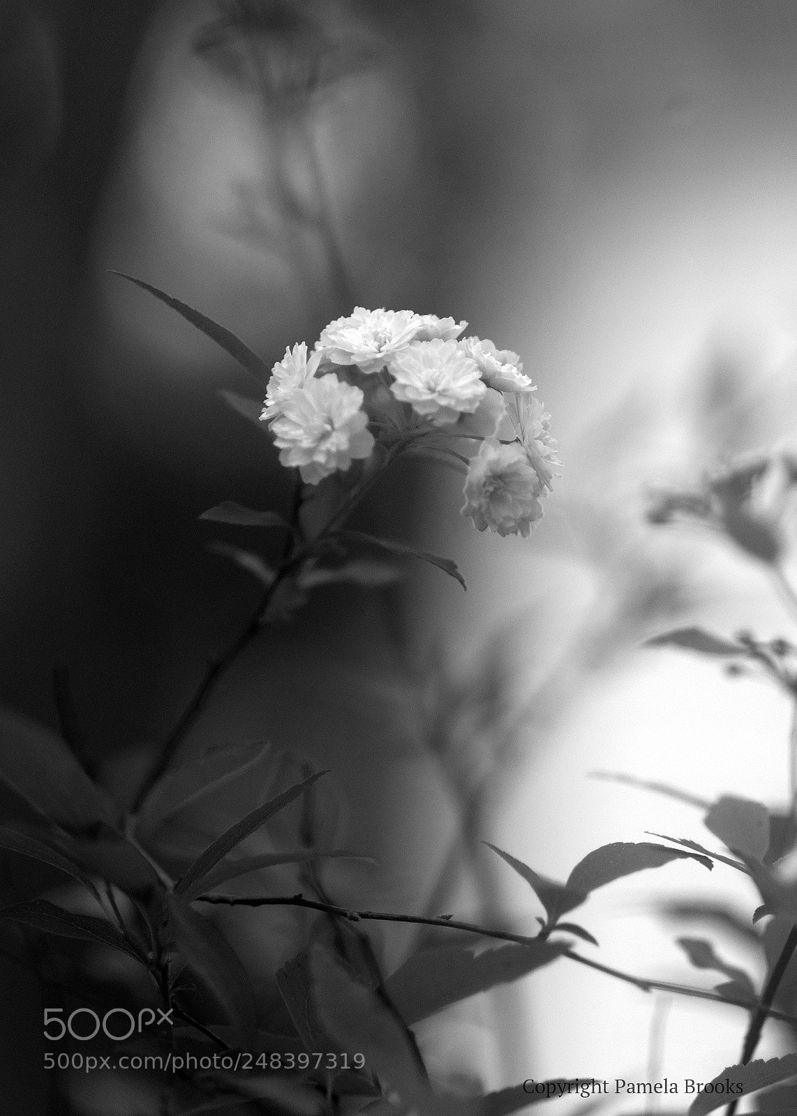 Nikon D90 sample photo. Spirea bloom photography