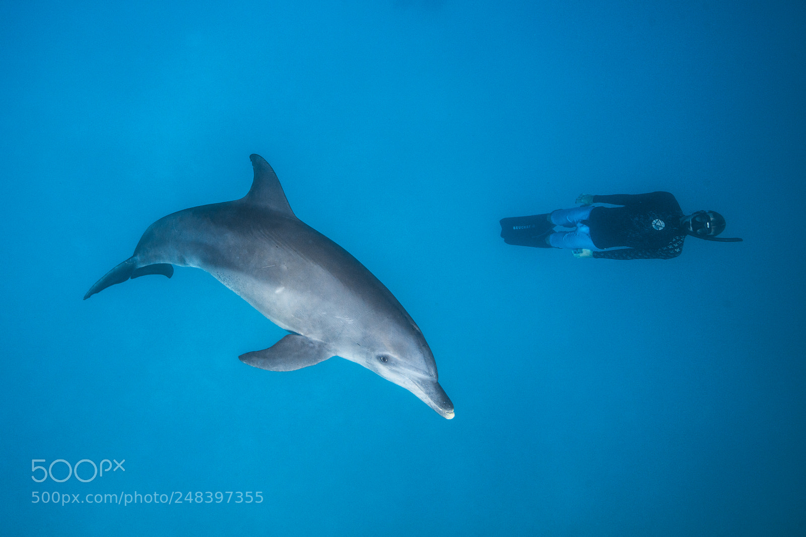 Canon EOS 5DS R sample photo. Dolphin and diver photography