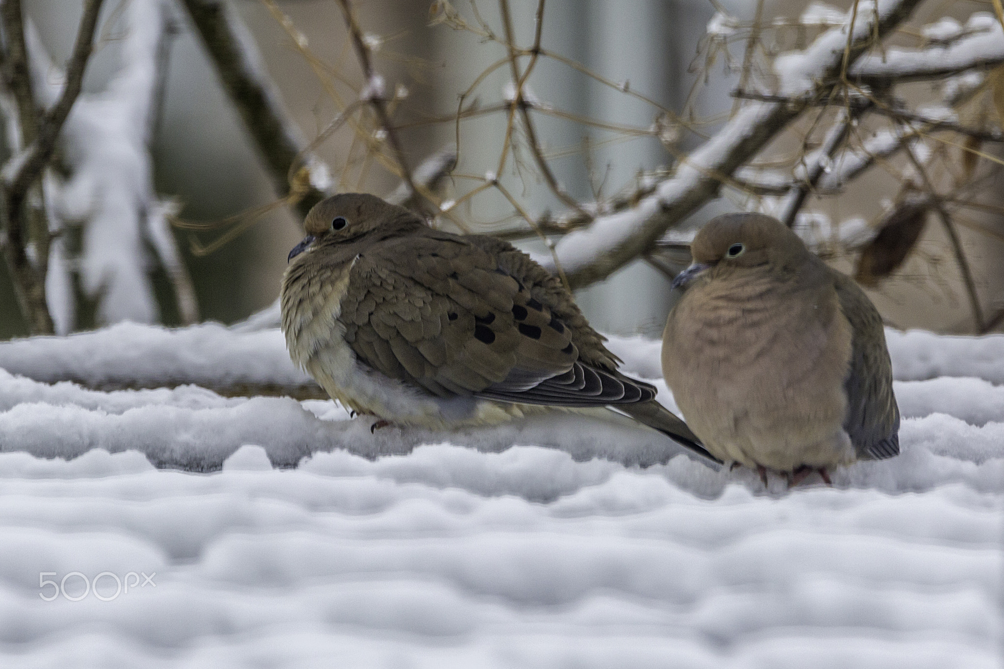 love birds 2