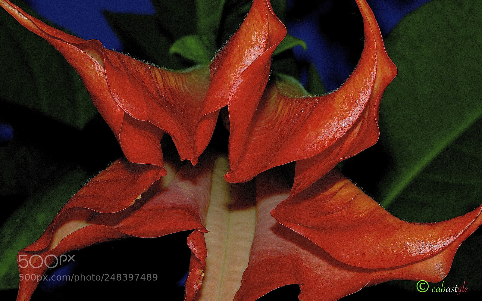 Nikon D5100 sample photo. Datura rossa photography