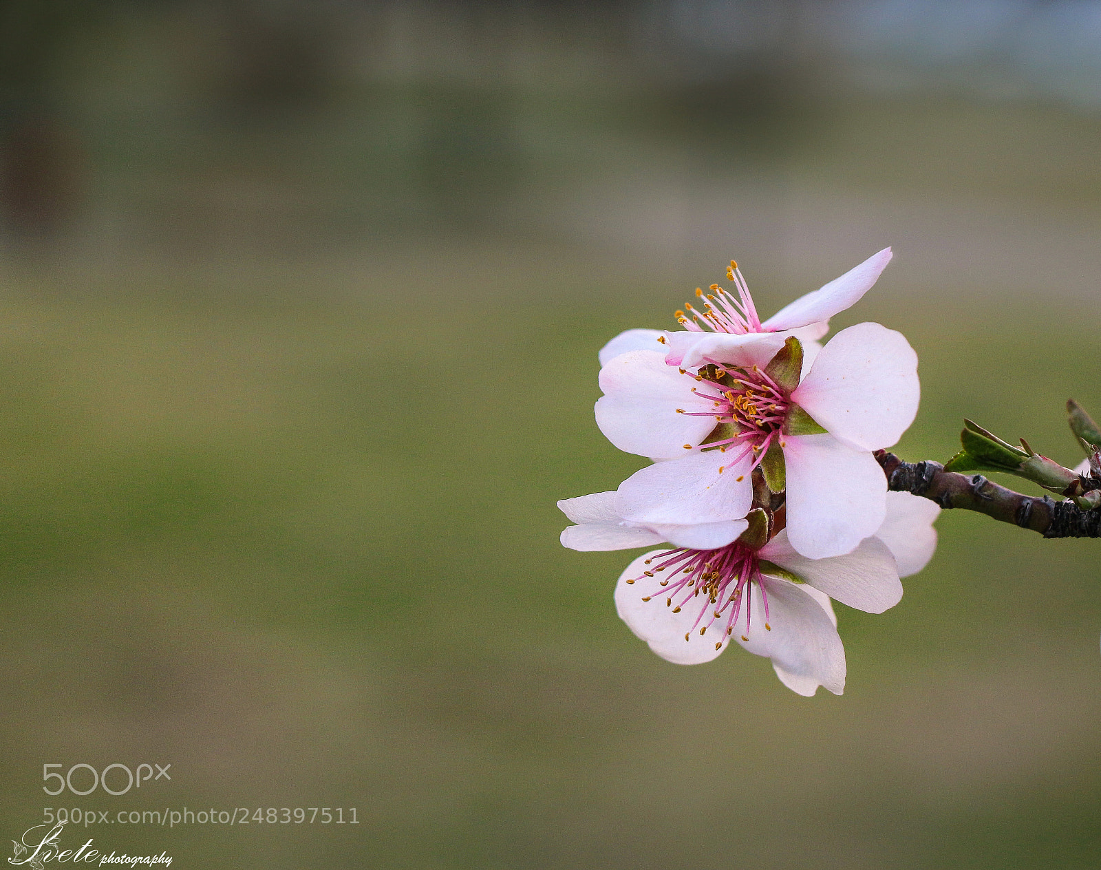 Canon EOS 700D (EOS Rebel T5i / EOS Kiss X7i) sample photo. First blossoms. photography