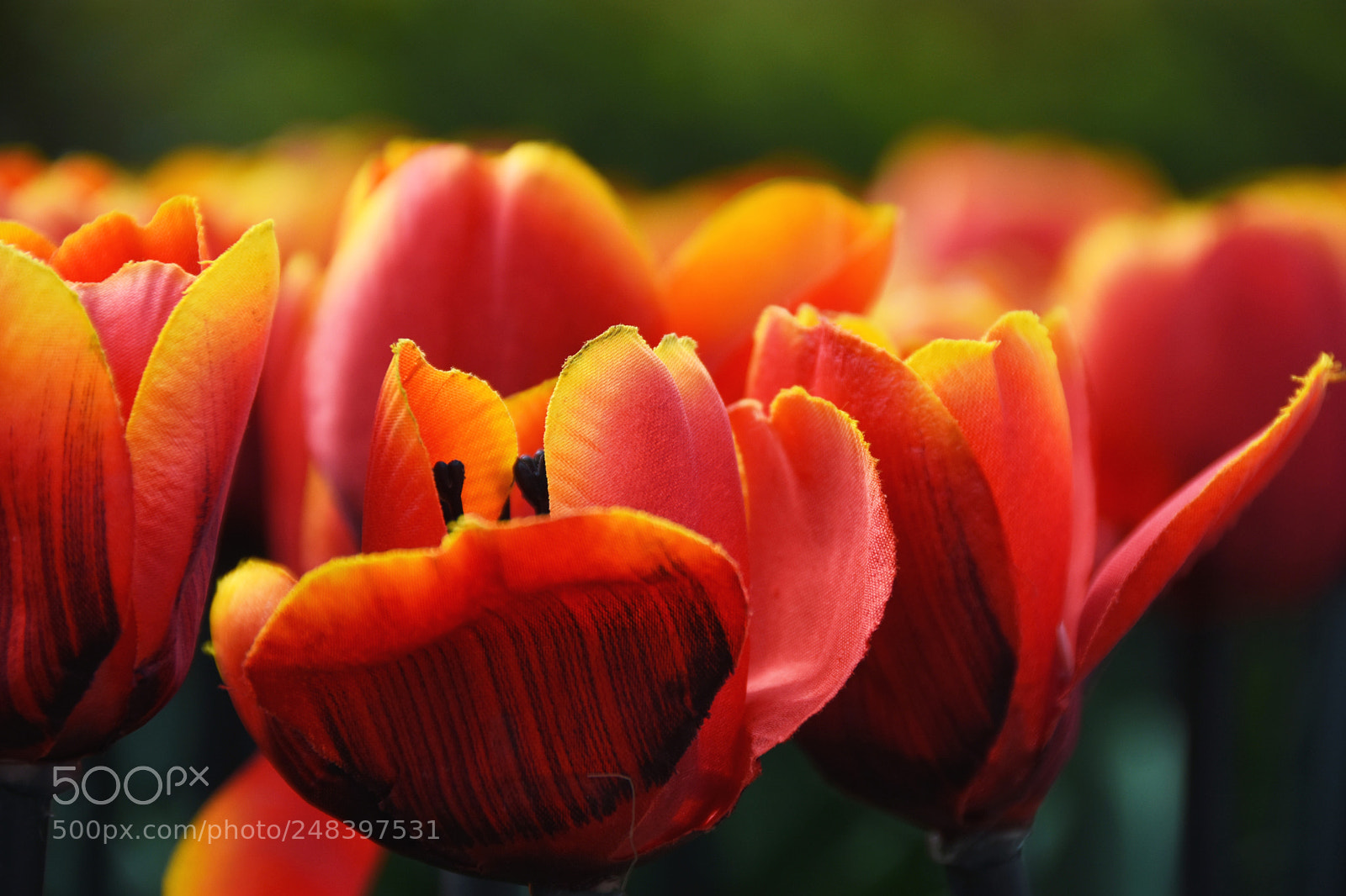 Nikon D7200 sample photo. Flowers in spring photography