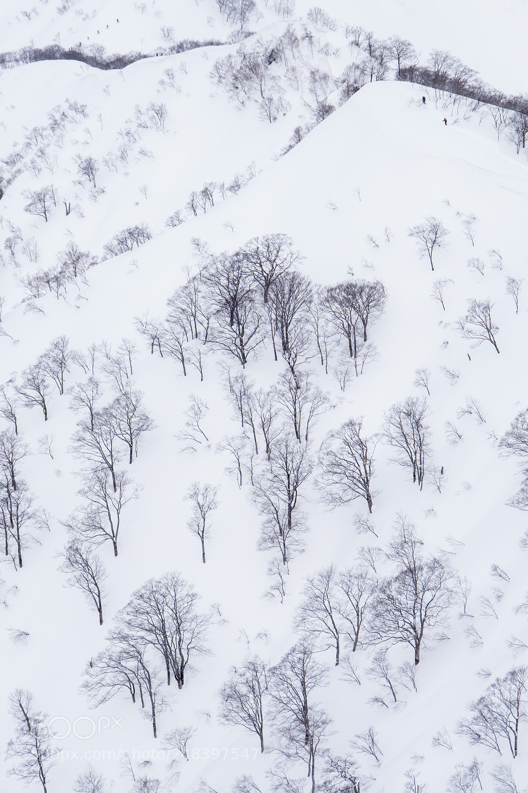 Pentax K-1 sample photo. Snow tree photography
