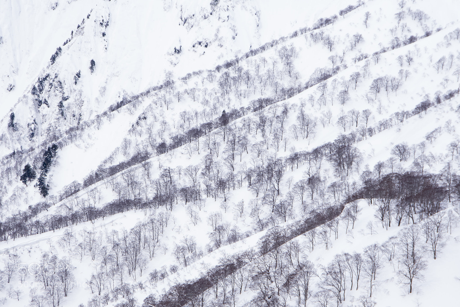 Pentax K-1 sample photo. Snow tree photography
