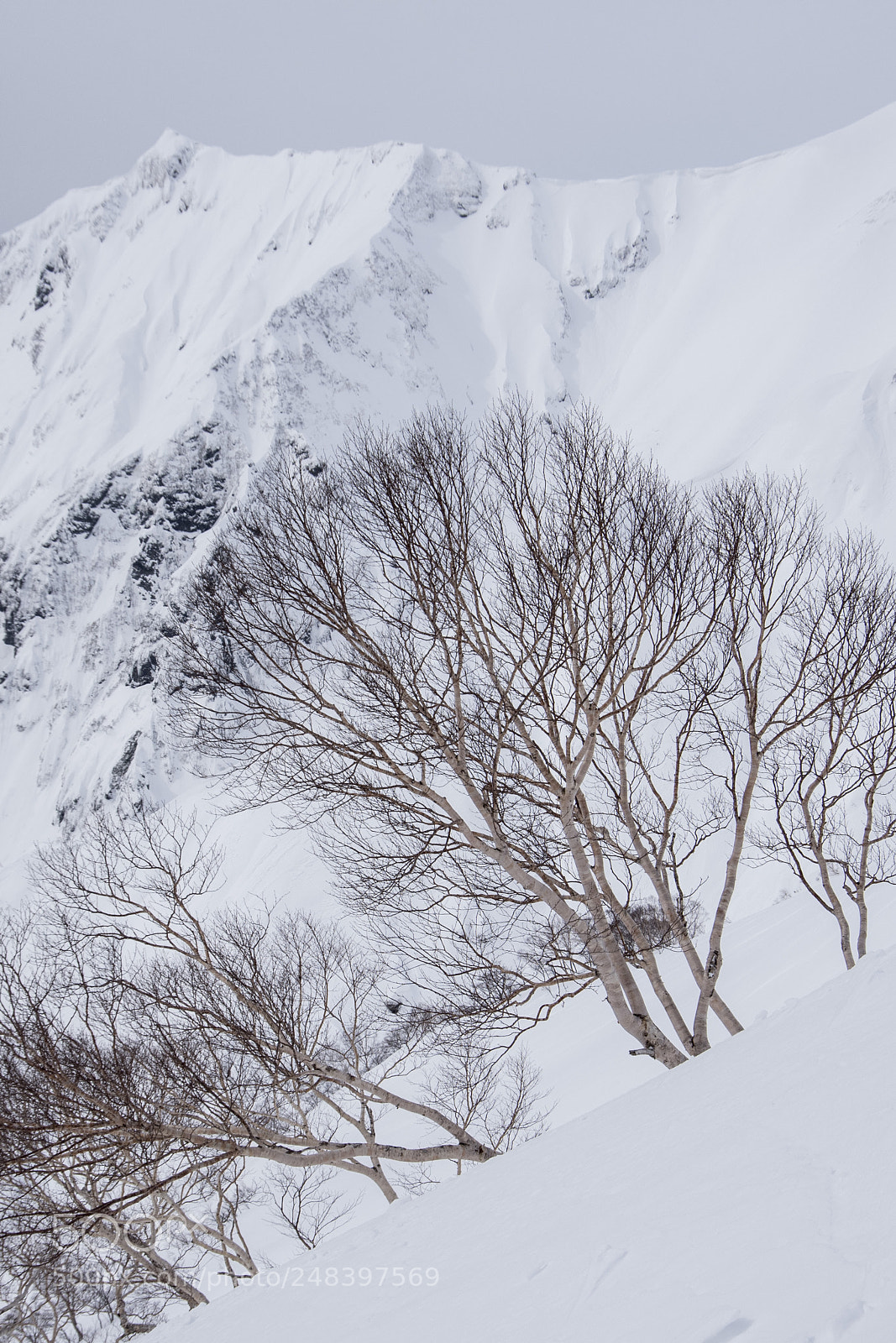 Pentax K-1 sample photo. Snow tree photography