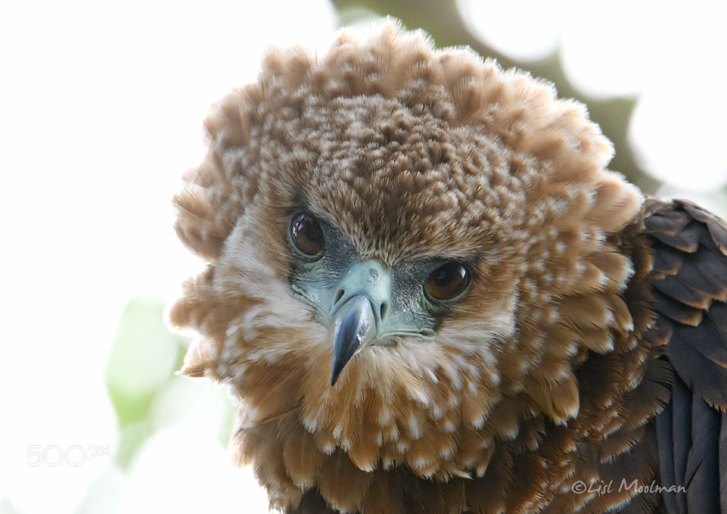Nikon D500 sample photo. Juvenile bateleur photography