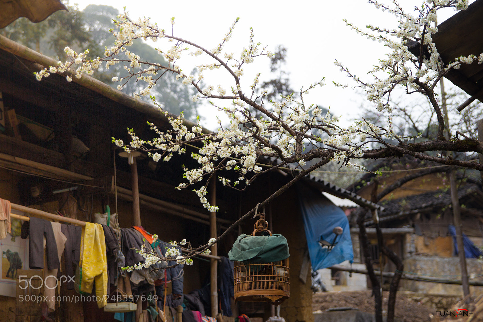 Canon EOS 60D sample photo. Bird cage photography