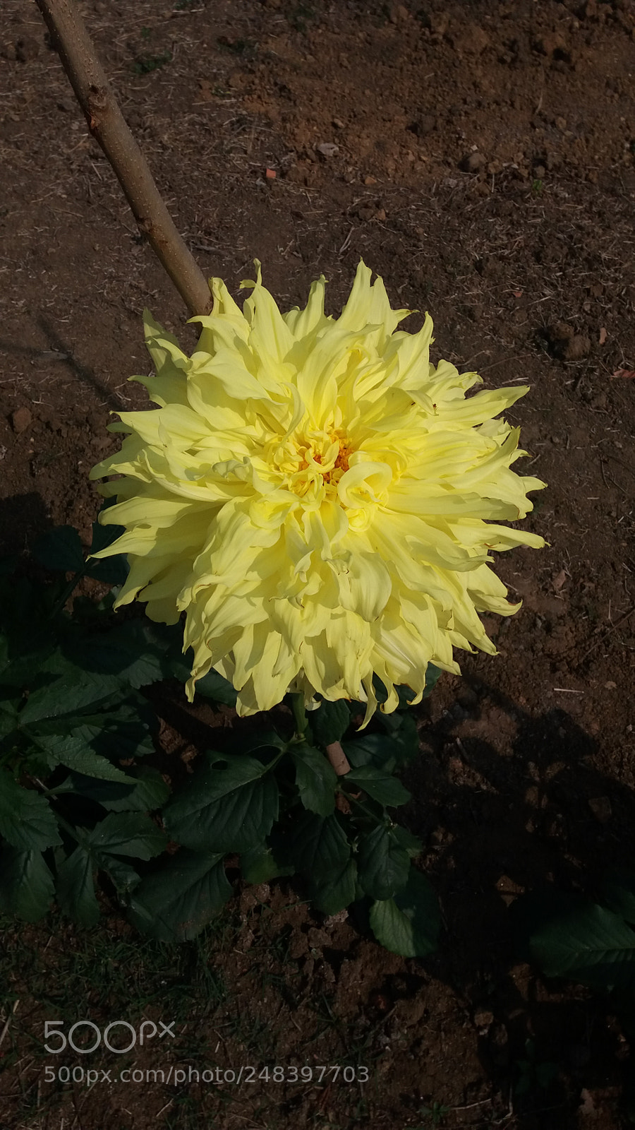 Samsung Galaxy J5 sample photo. Untitled photography