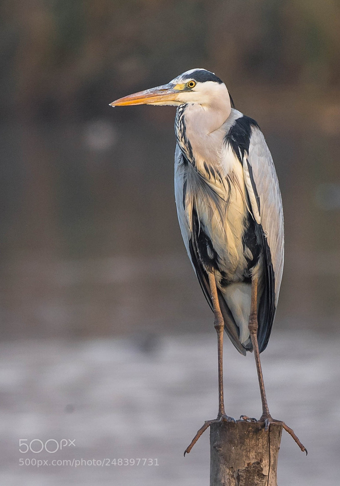 Nikon D5 sample photo. Grey heron photography