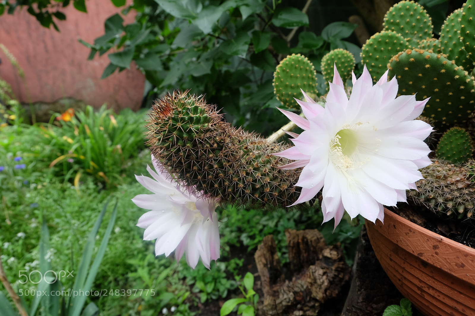 Fujifilm X-M1 sample photo. Cactus in bloom 2 photography