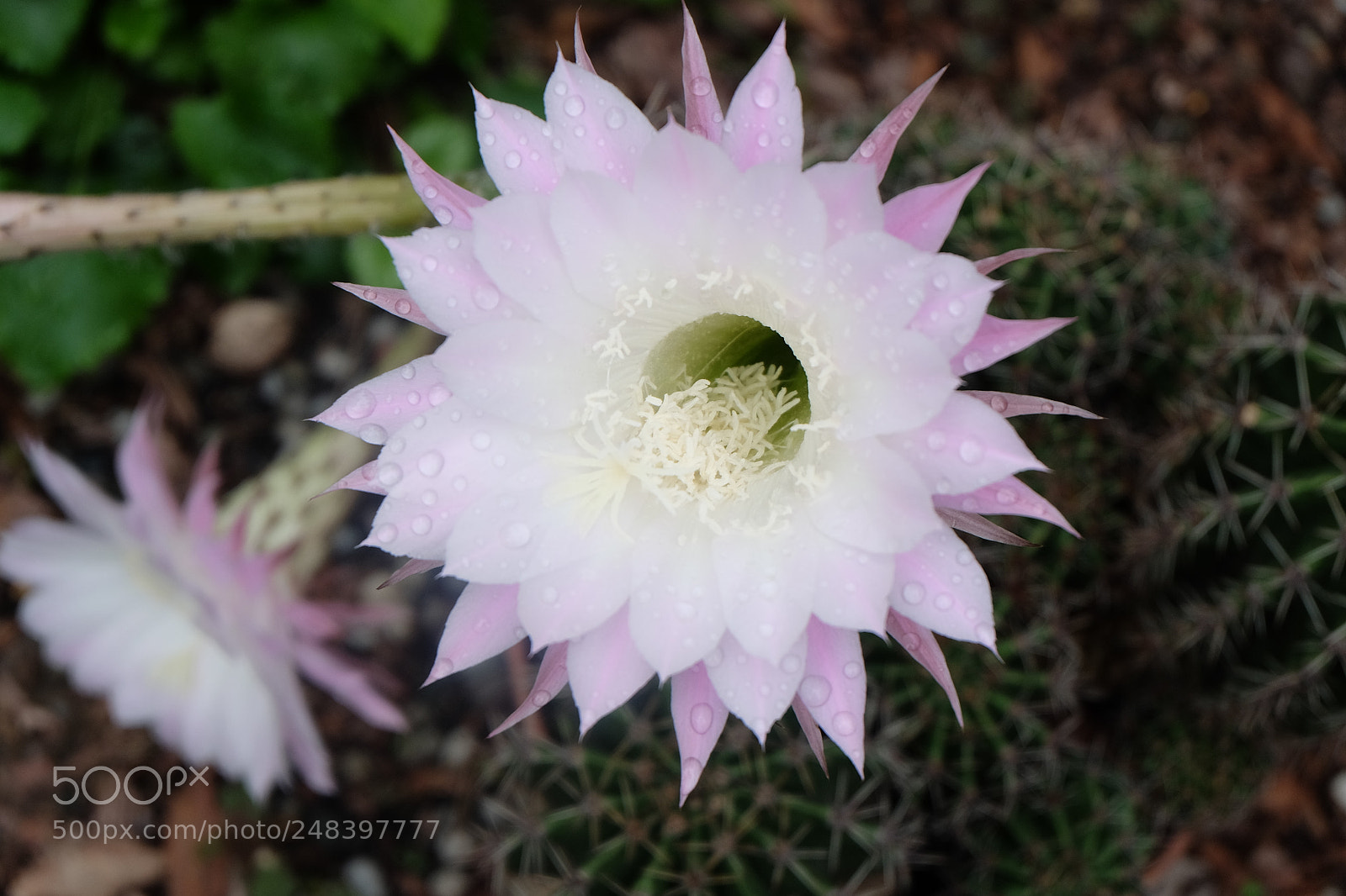 Fujifilm X-M1 sample photo. Cactus in bloom photography