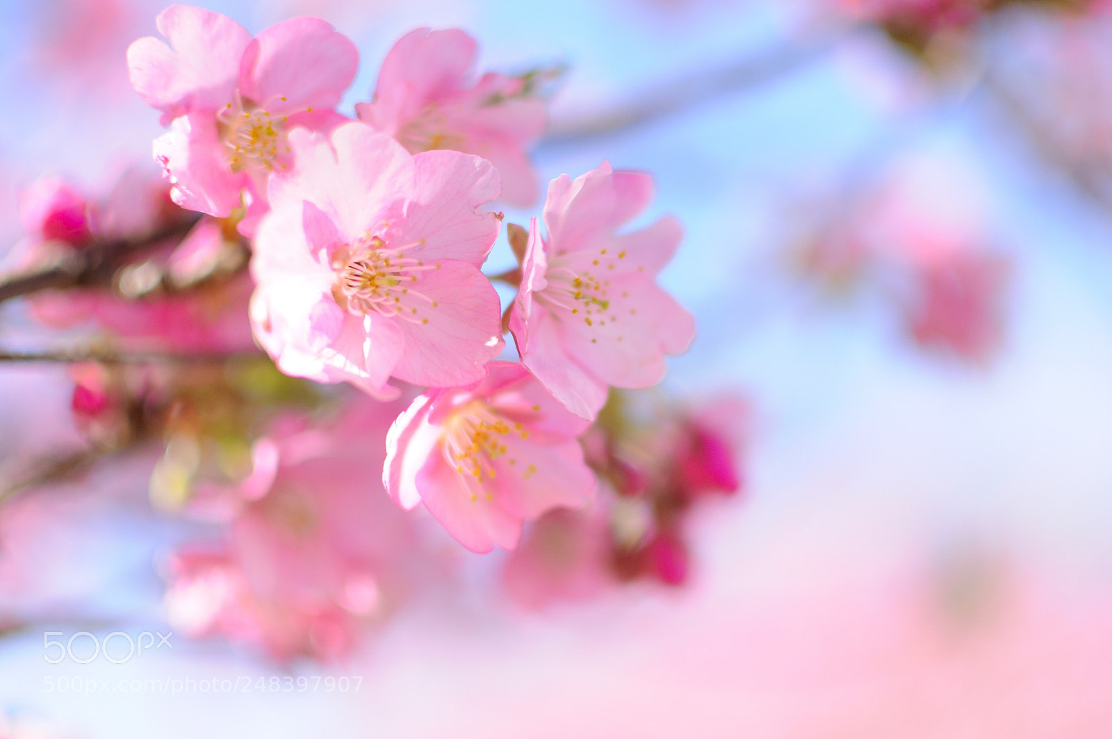 Nikon D90 sample photo. Cherry photography