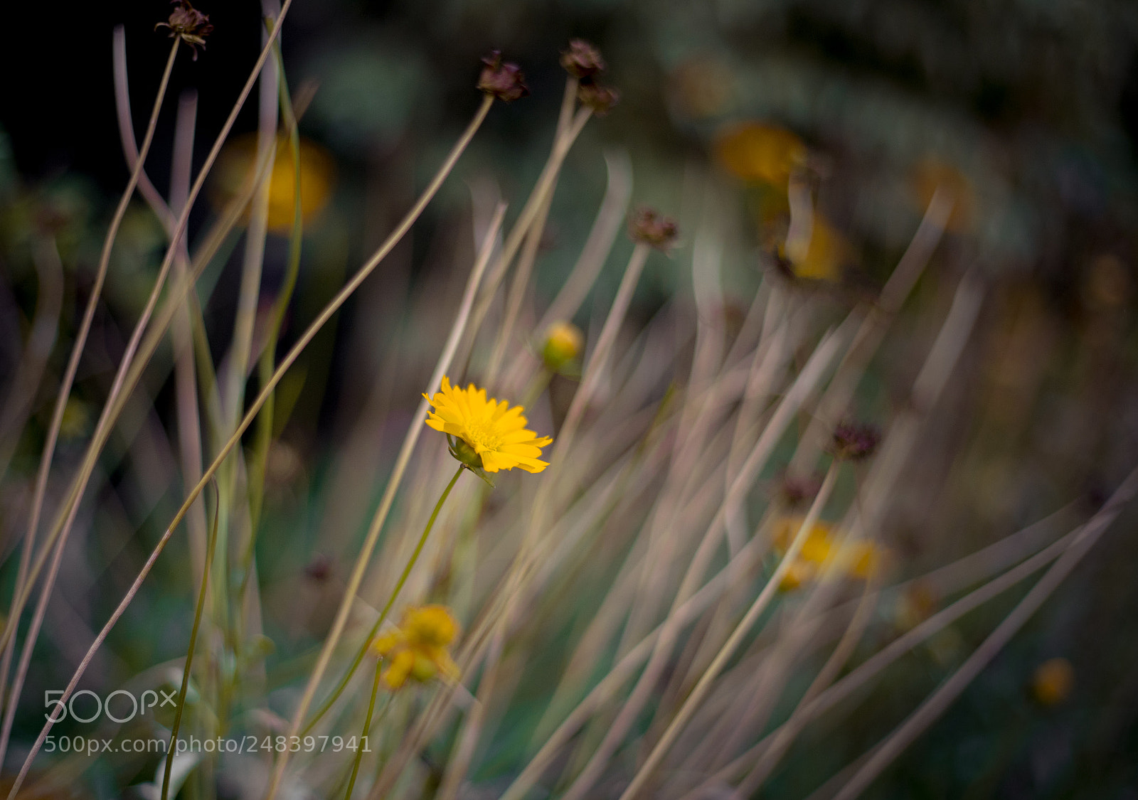 Canon EOS 6D Mark II sample photo. Yellow gerbera photography