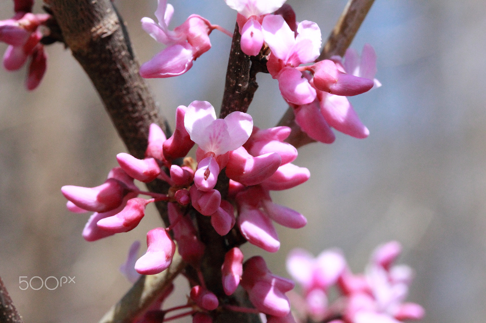 Canon EF-S 60mm F2.8 Macro USM sample photo. Blooming photography