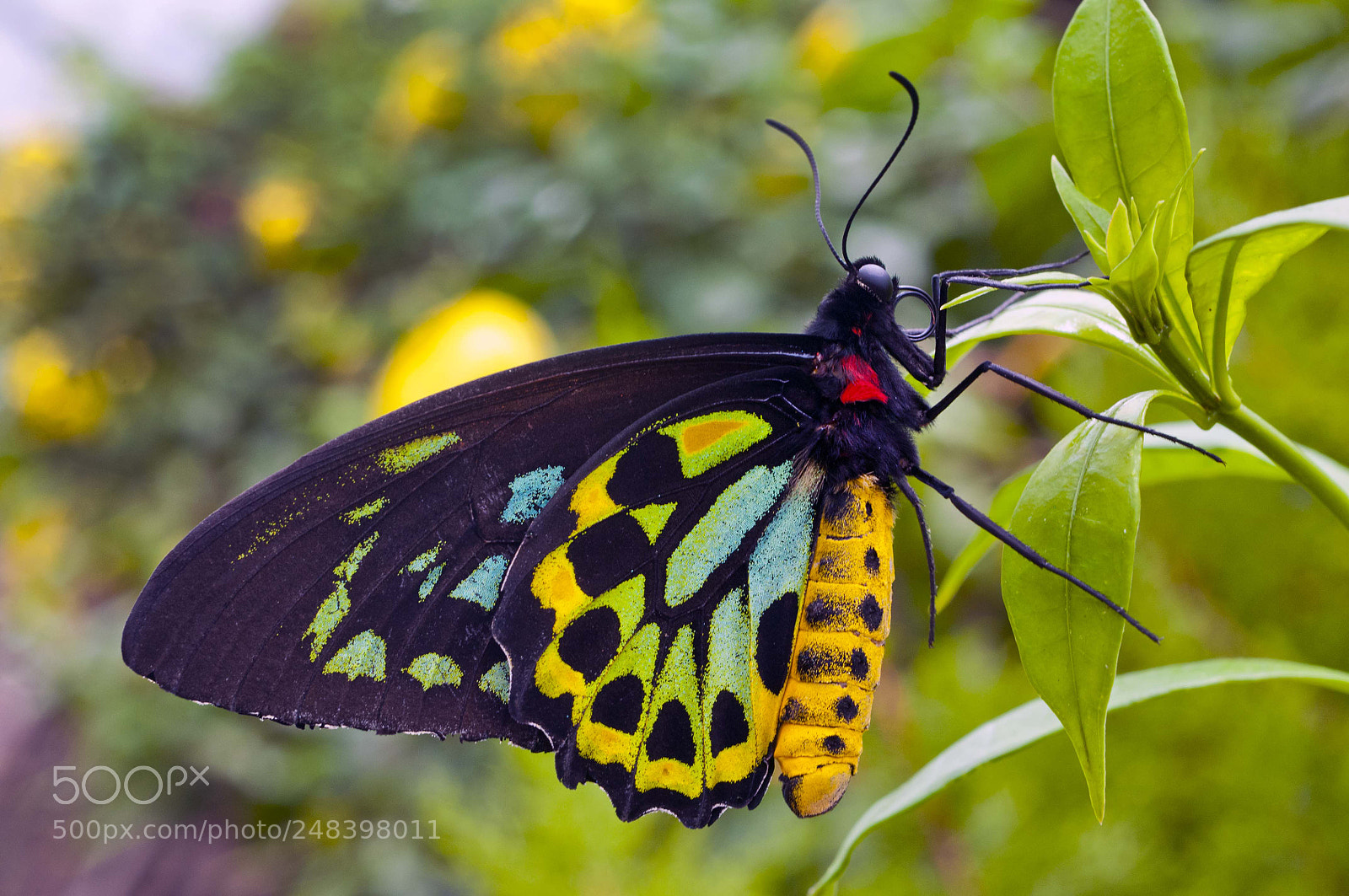 Nikon D300 sample photo. Birdwing buttrfly photography
