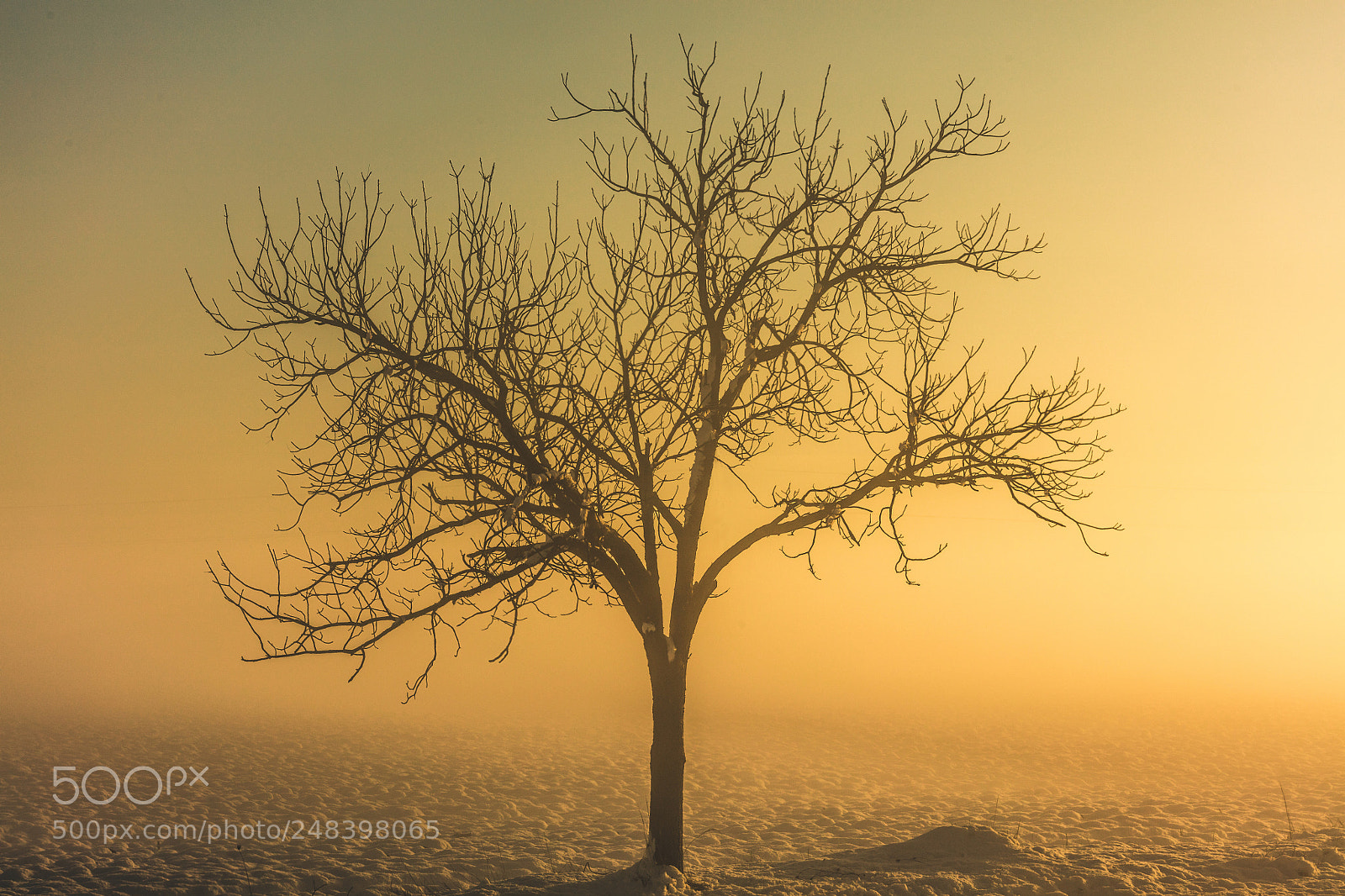 Canon EOS 5DS R sample photo. Alone in fogg photography