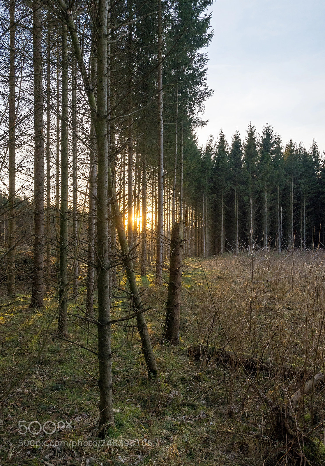 Nikon D500 sample photo. Light in the forest photography