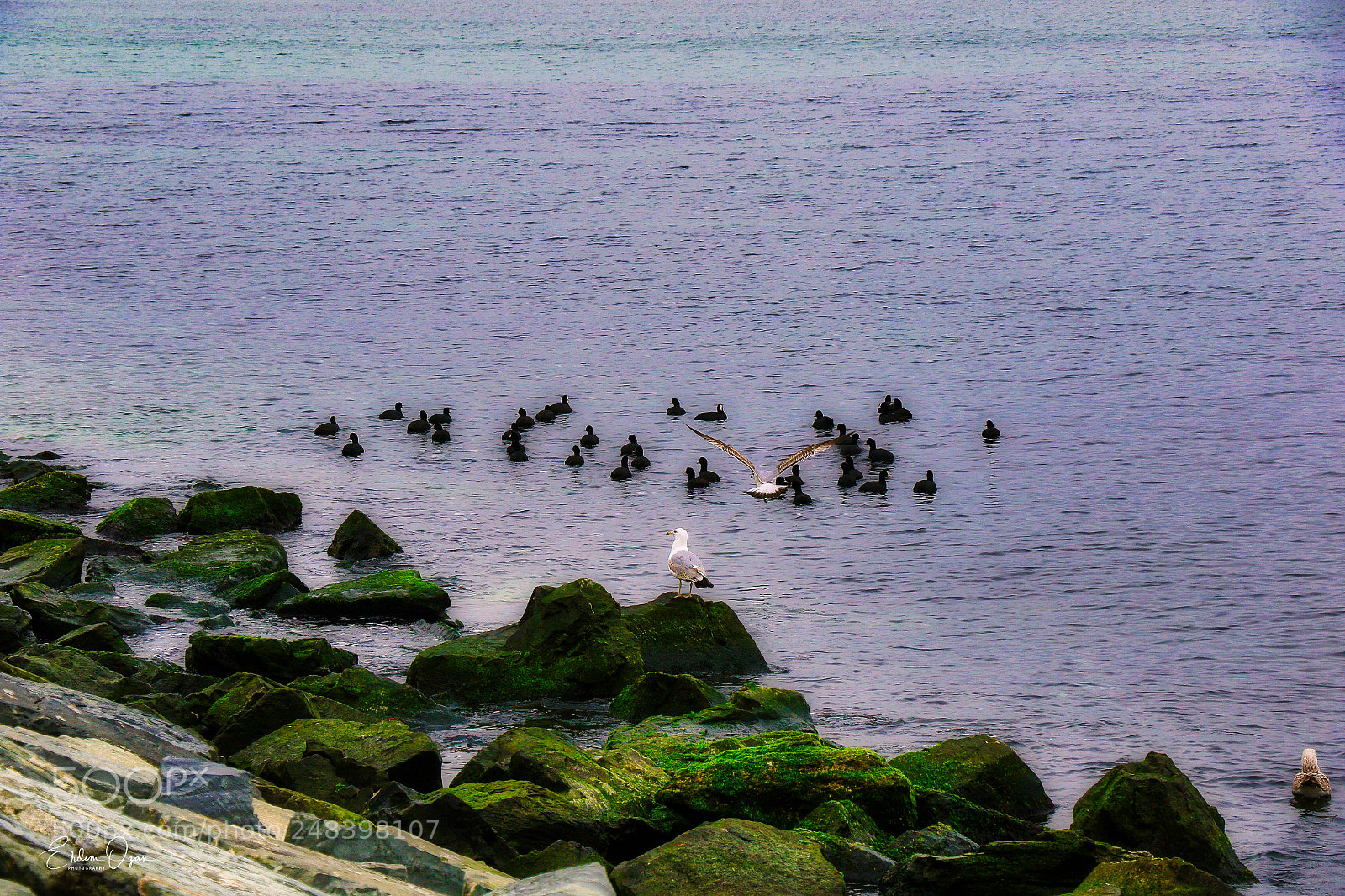 Canon EOS 7D Mark II sample photo. Shore photography