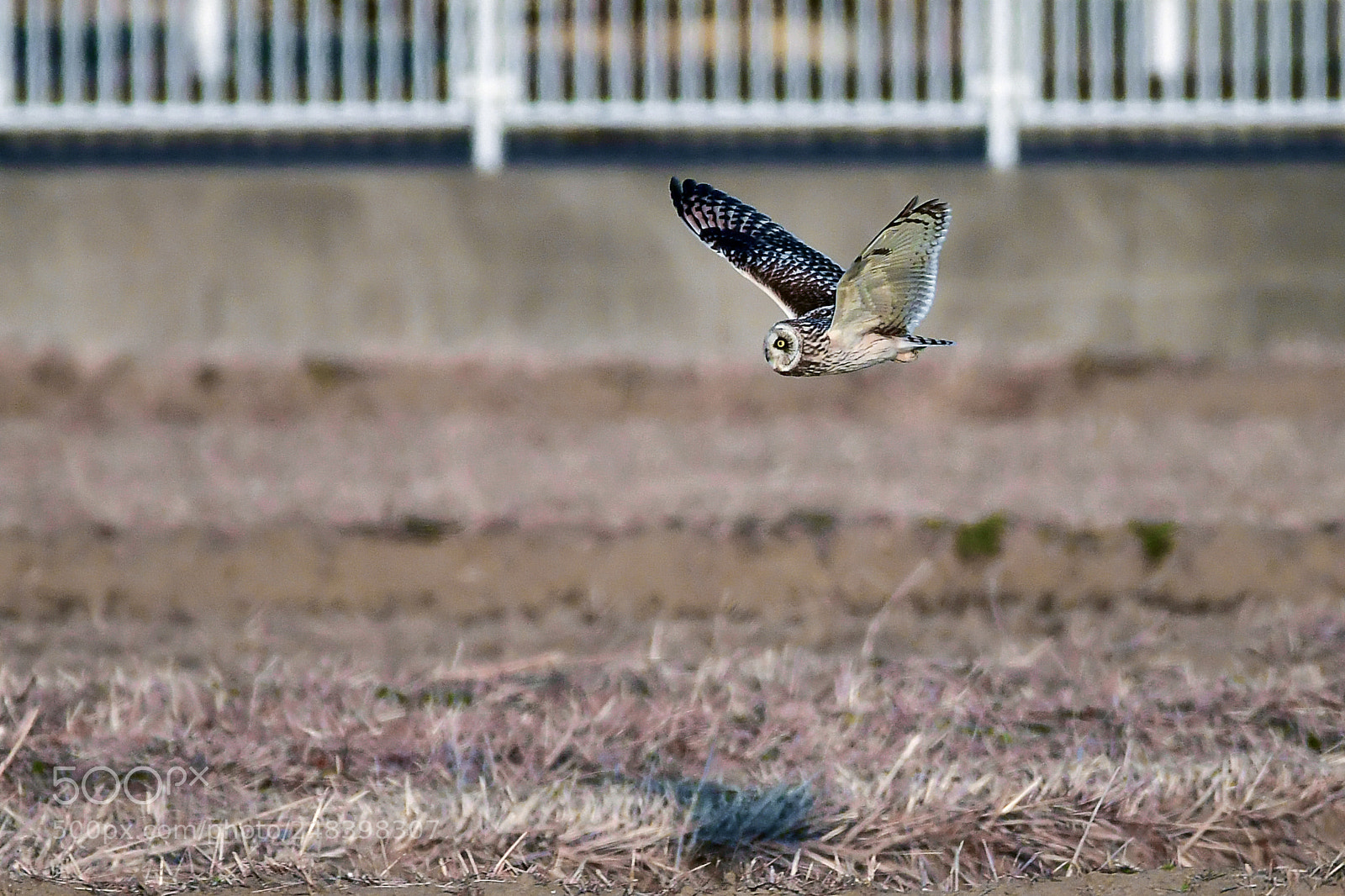Nikon D850 sample photo. Short-eared owl photography
