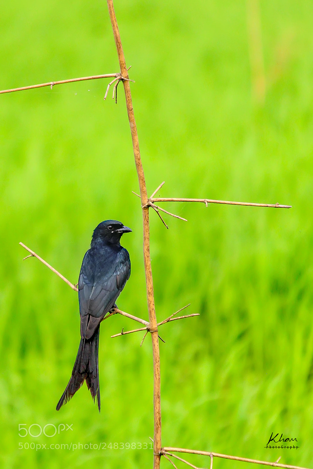 Canon EOS 1200D (EOS Rebel T5 / EOS Kiss X70 / EOS Hi) sample photo. Black bird photography
