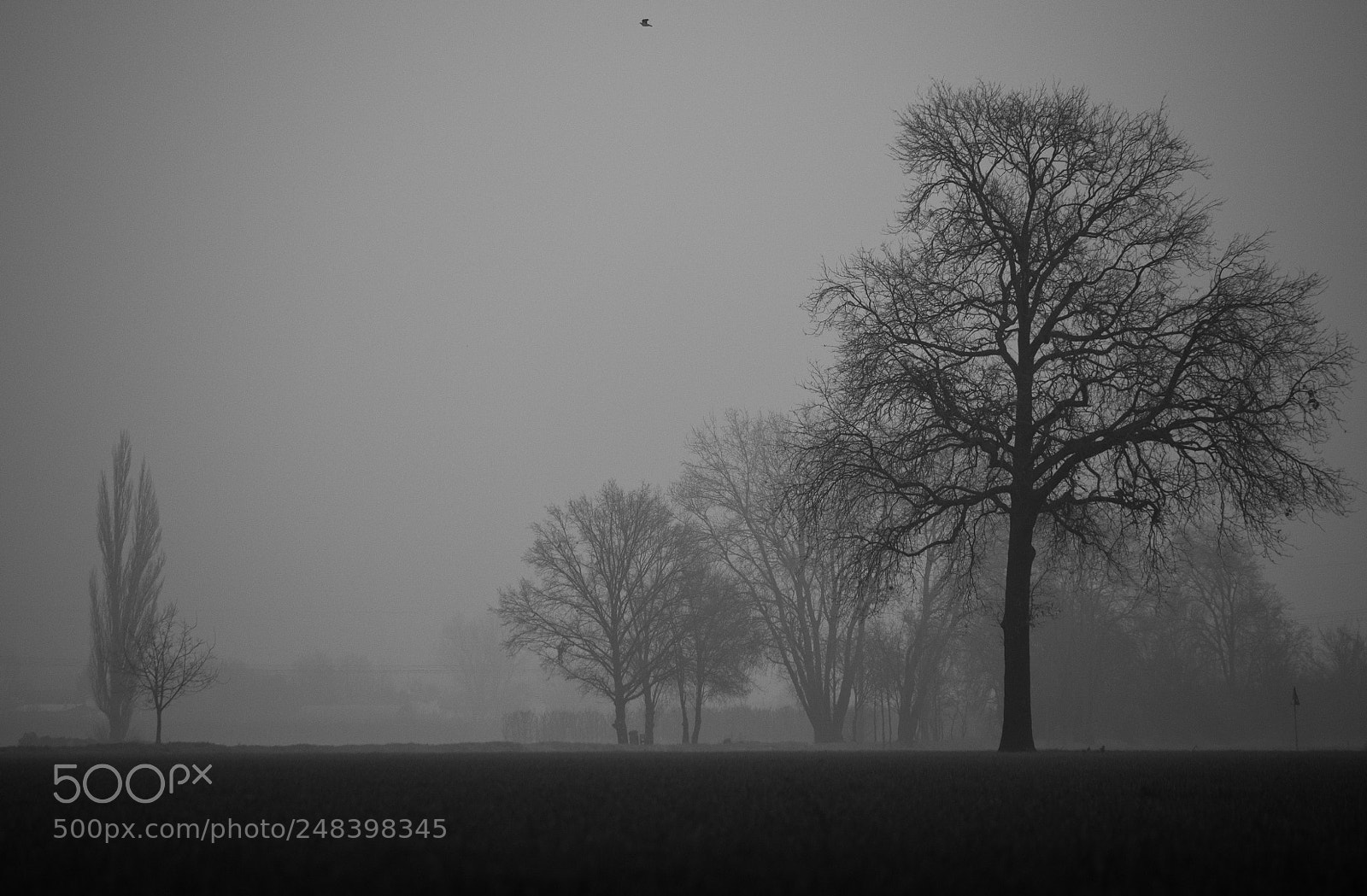 Canon EOS 100D (EOS Rebel SL1 / EOS Kiss X7) sample photo. In the fog photography
