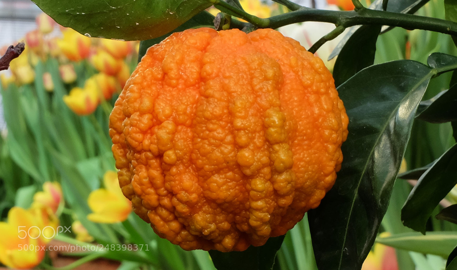 Fujifilm X-M1 sample photo. Orange photography
