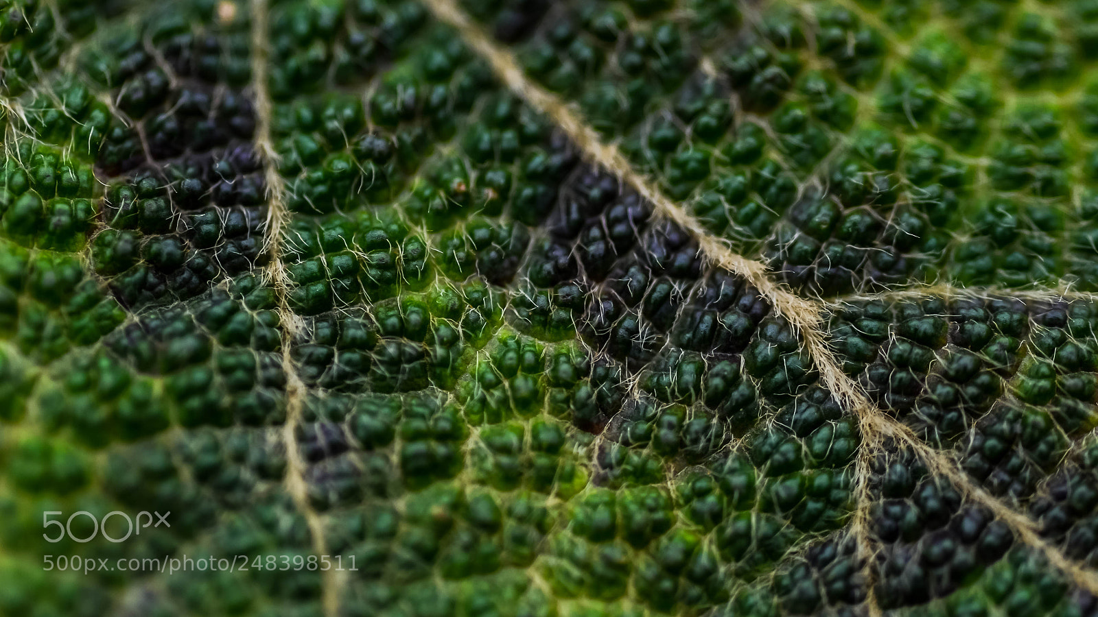 Nikon D5100 sample photo. Close-up of a leaf photography