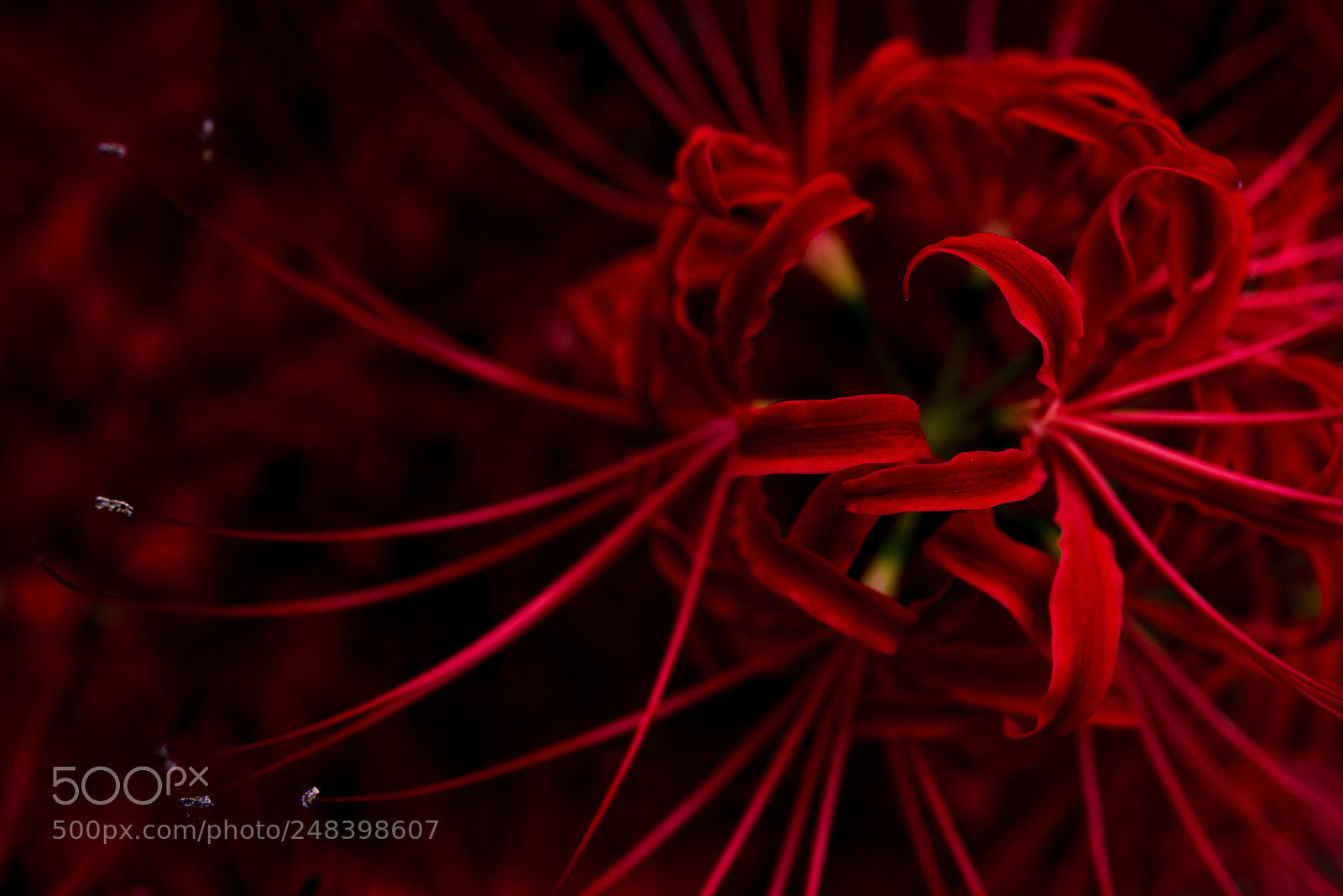 Nikon D810 sample photo. Reds photography