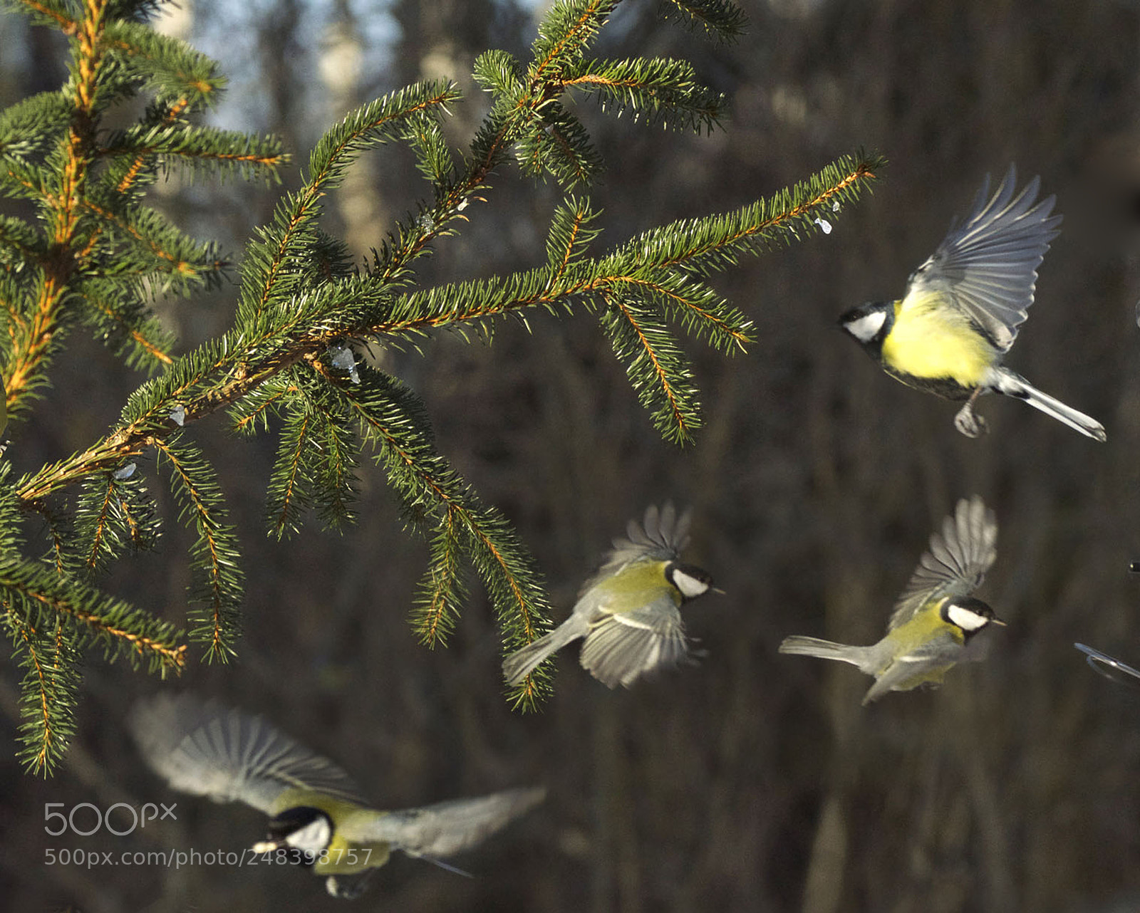 Sony SLT-A77 sample photo. Great tit photography