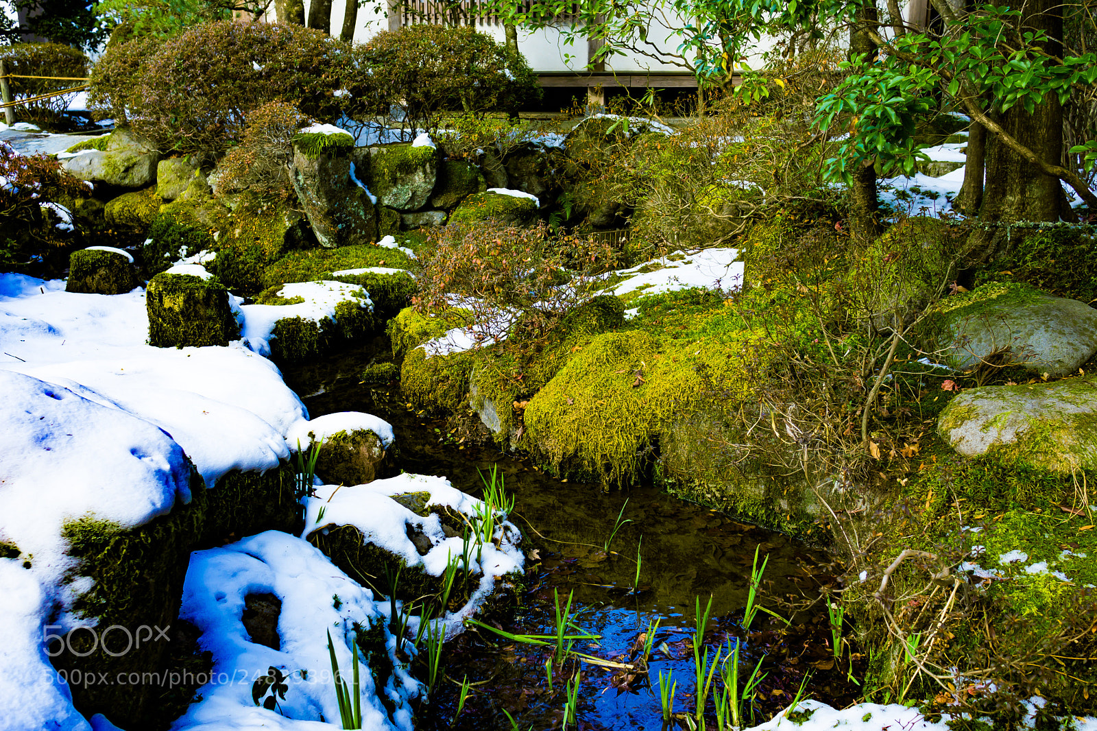Sony a6000 sample photo. Snow and moss photography