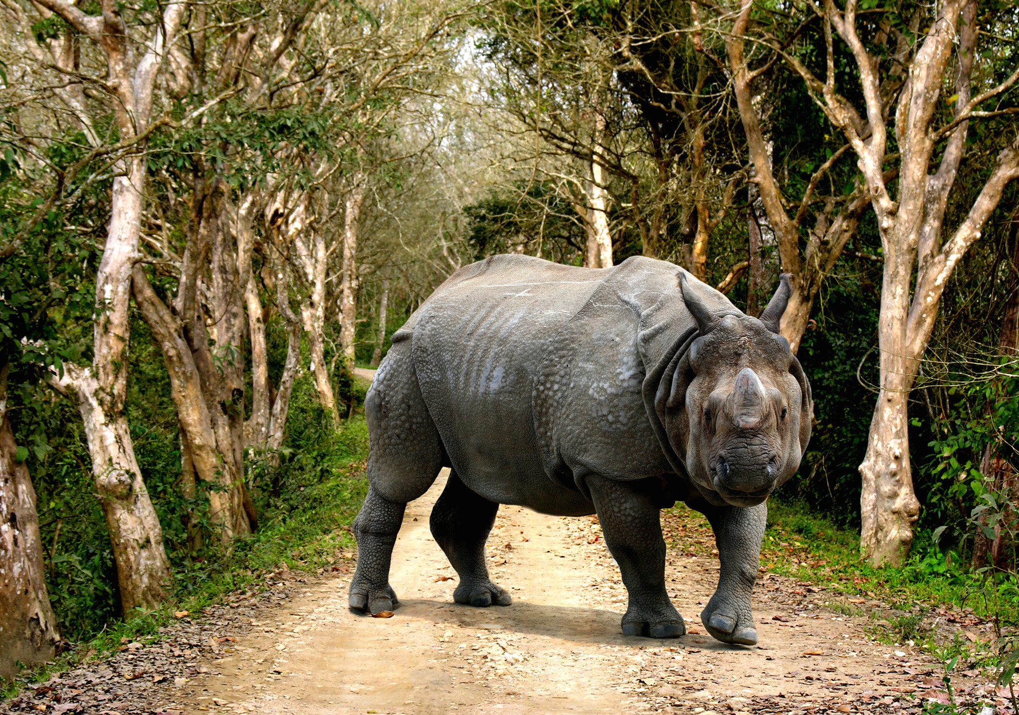 Nikon E8800 sample photo. Indian rhino - kaziranga photography