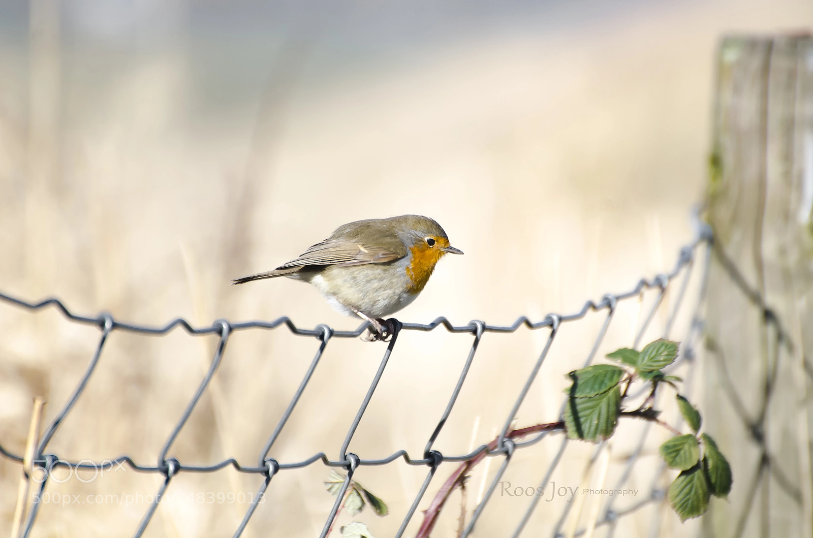 Nikon D5100 sample photo. A simple bird photography