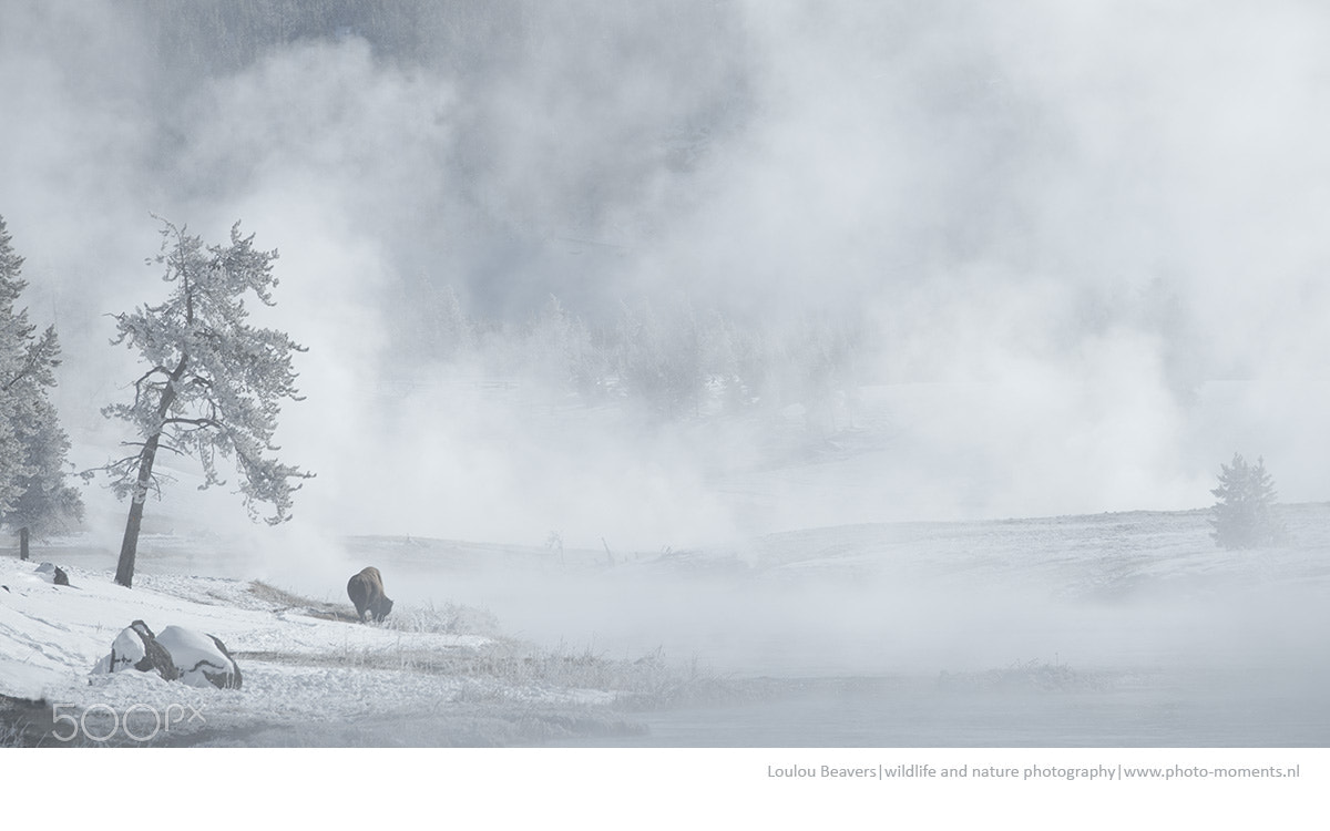 Nikon D810 sample photo. Winter in yellowstone photography