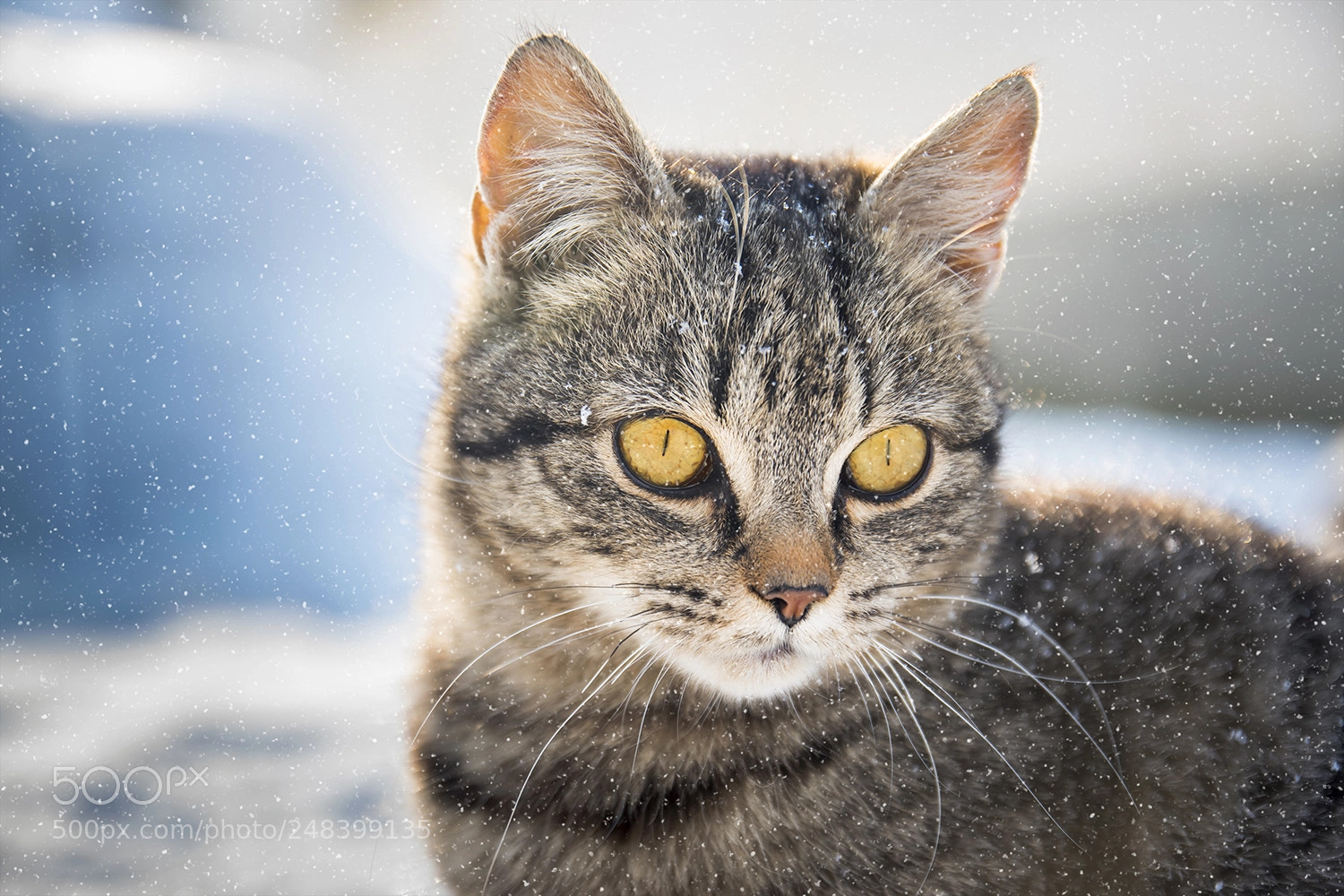 Nikon D5500 sample photo. Cat photography