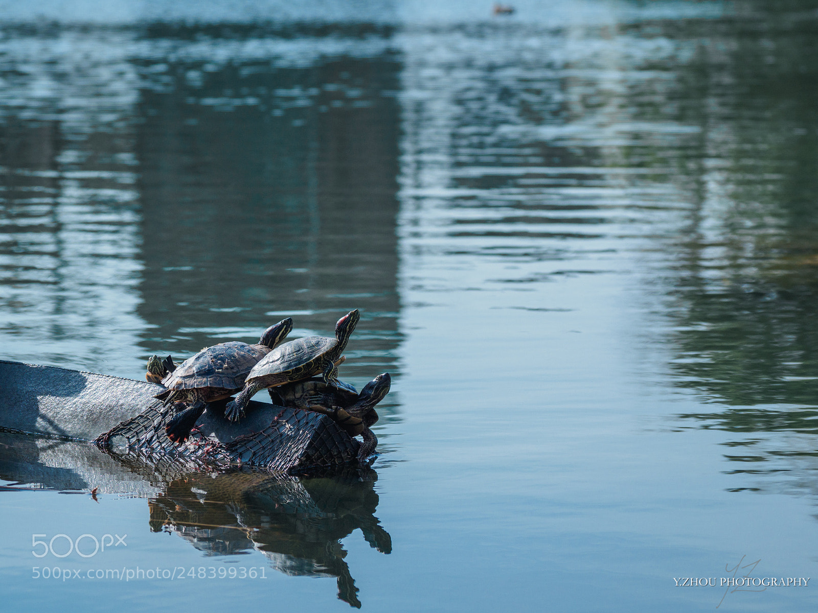 Olympus OM-D E-M1 Mark II sample photo. Tortoise photography