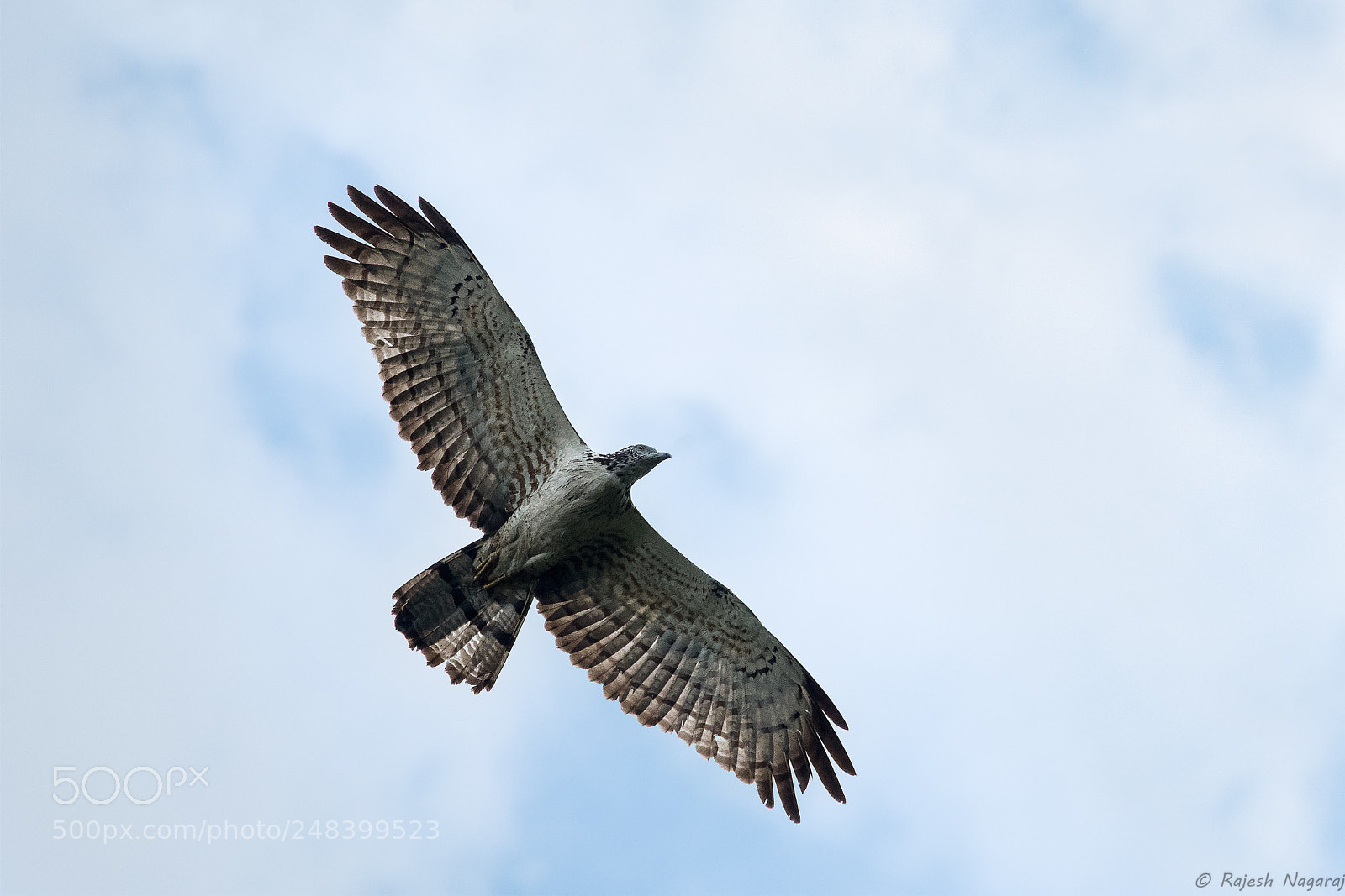 Nikon D500 sample photo. Oriental honey buzzard photography