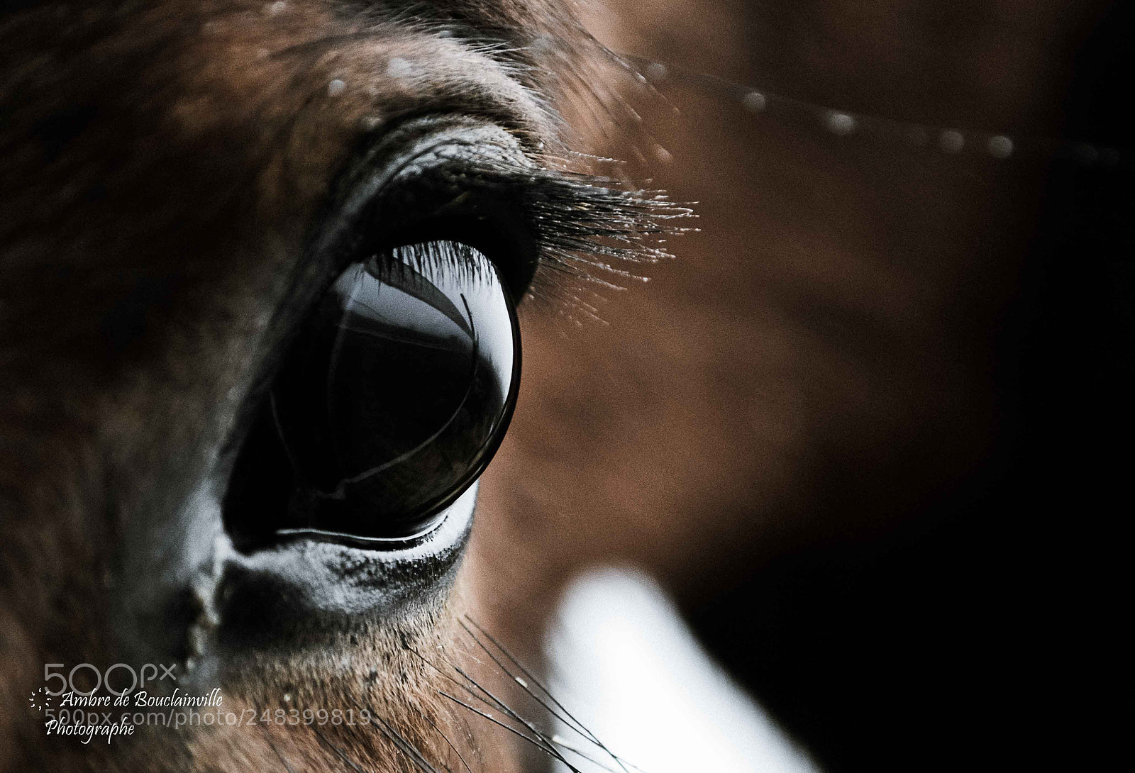 Nikon D5100 sample photo. Yeux cheval photography