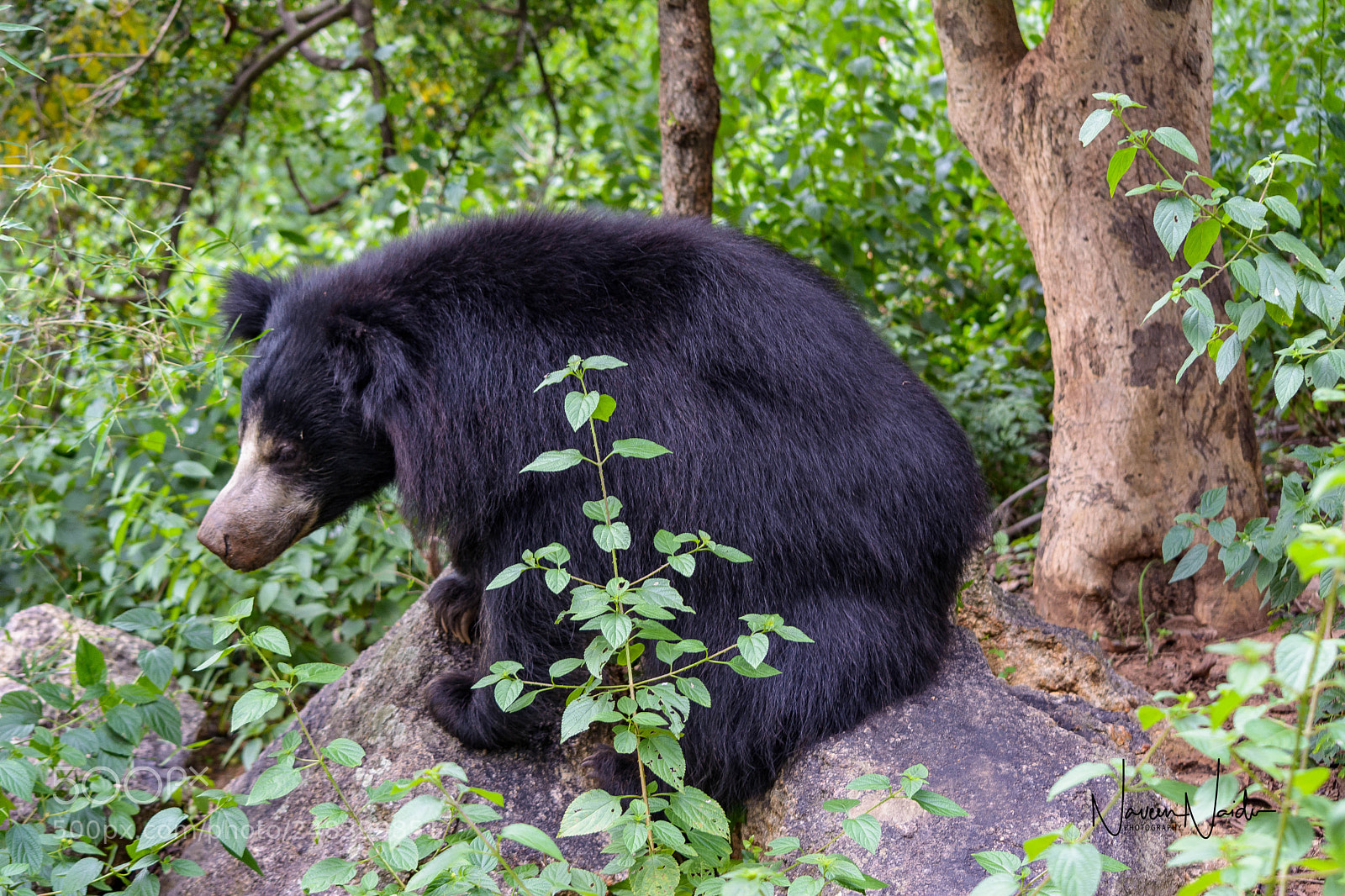 Nikon D5200 sample photo. Sloth bear photography