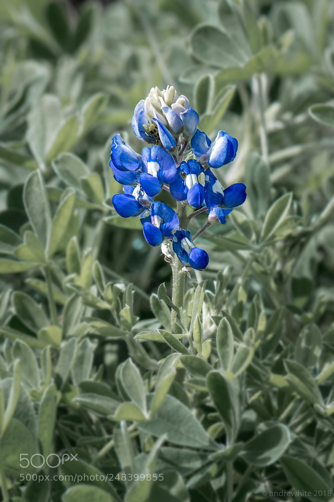 Nikon D850 sample photo. Bluebonnet photography