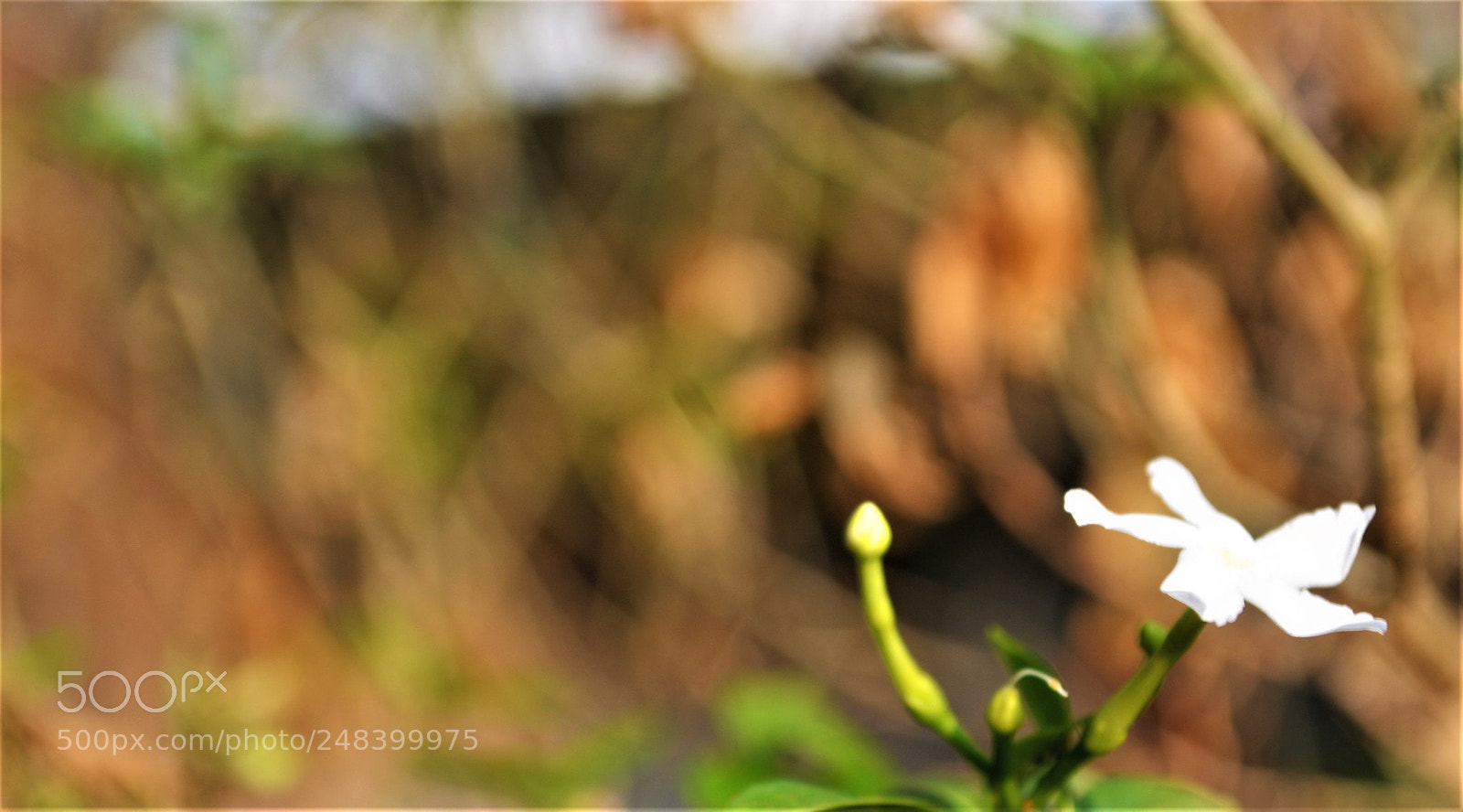 Nikon D3200 sample photo. Fragrance photography