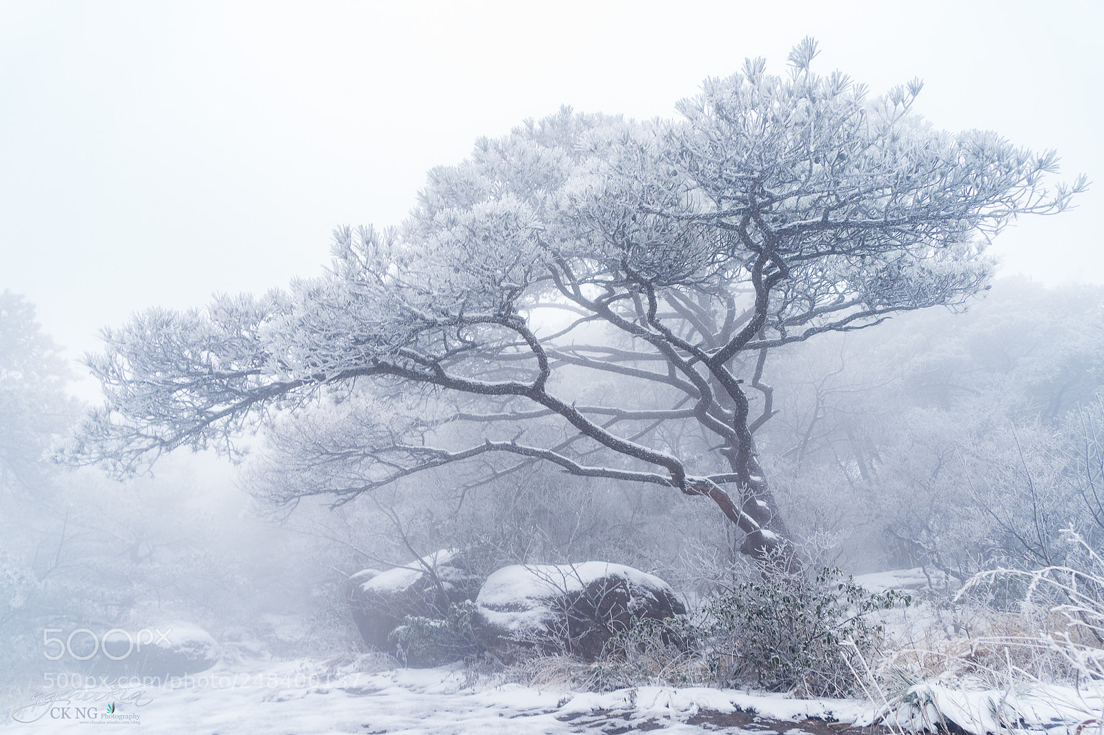 Sony a9 sample photo. Stand alone ii 黃山-huangshan-china photography