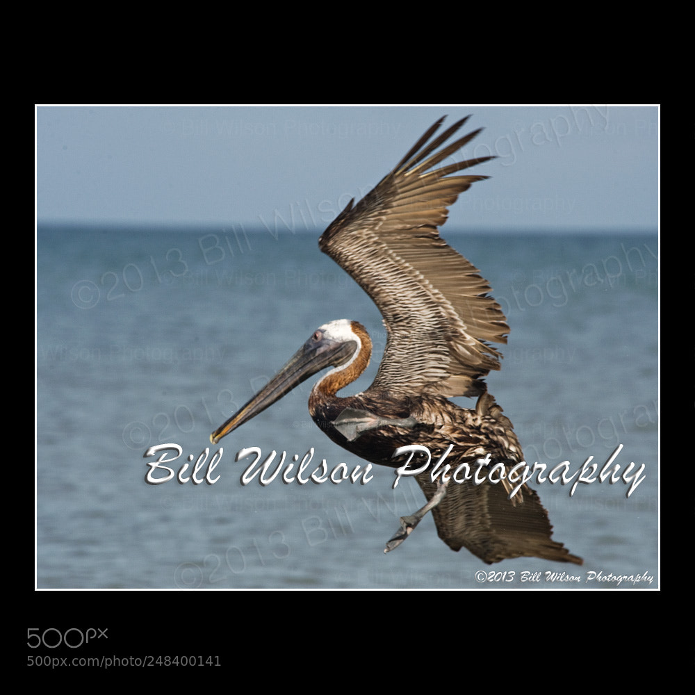 Nikon D3 sample photo. Brown pelican dive photography