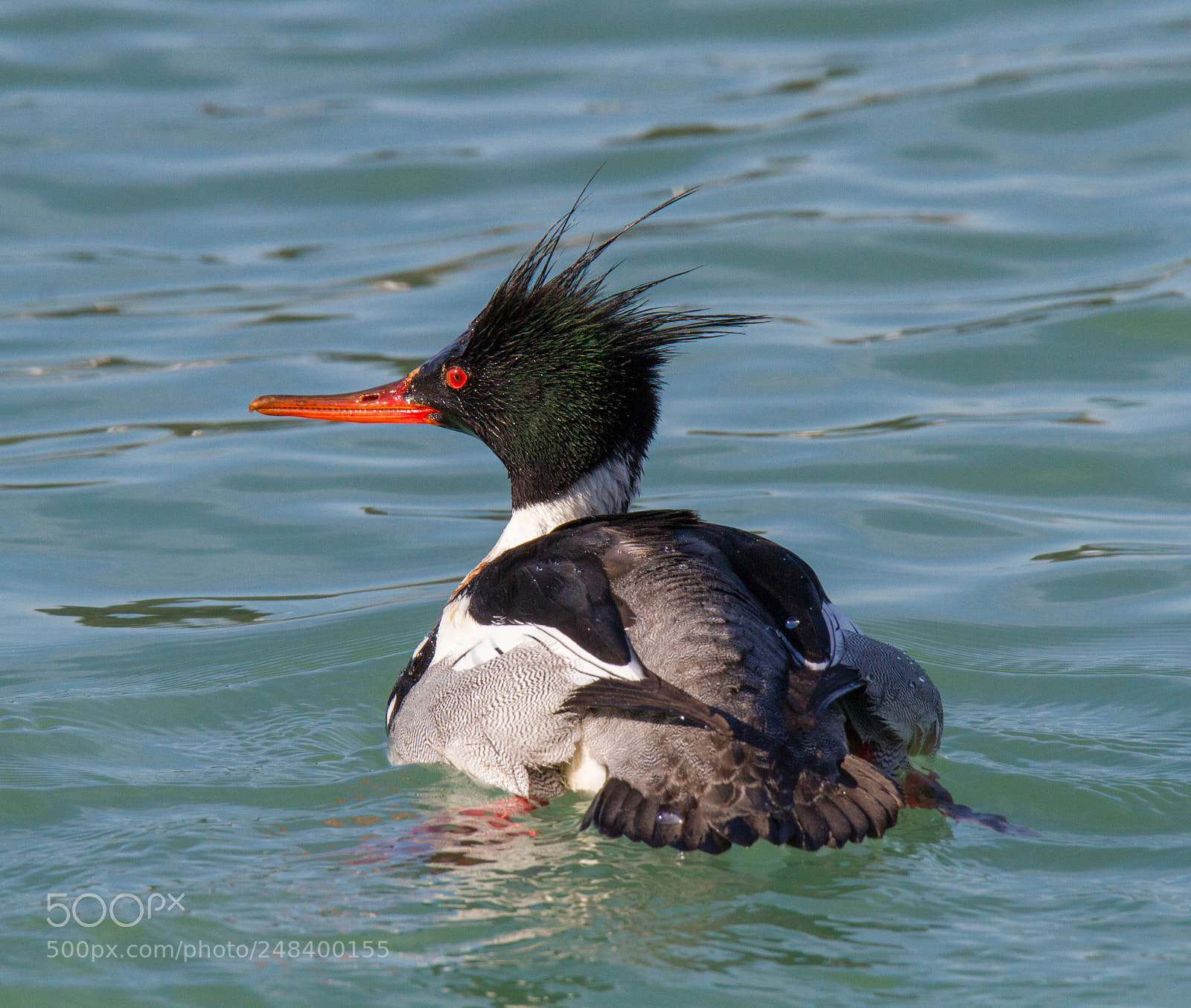 Canon EOS 7D sample photo. Red-breasted merganser photography