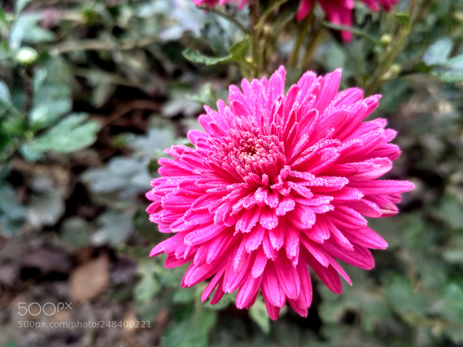 Xiaomi Redmi 3S sample photo. 2.jpg photography