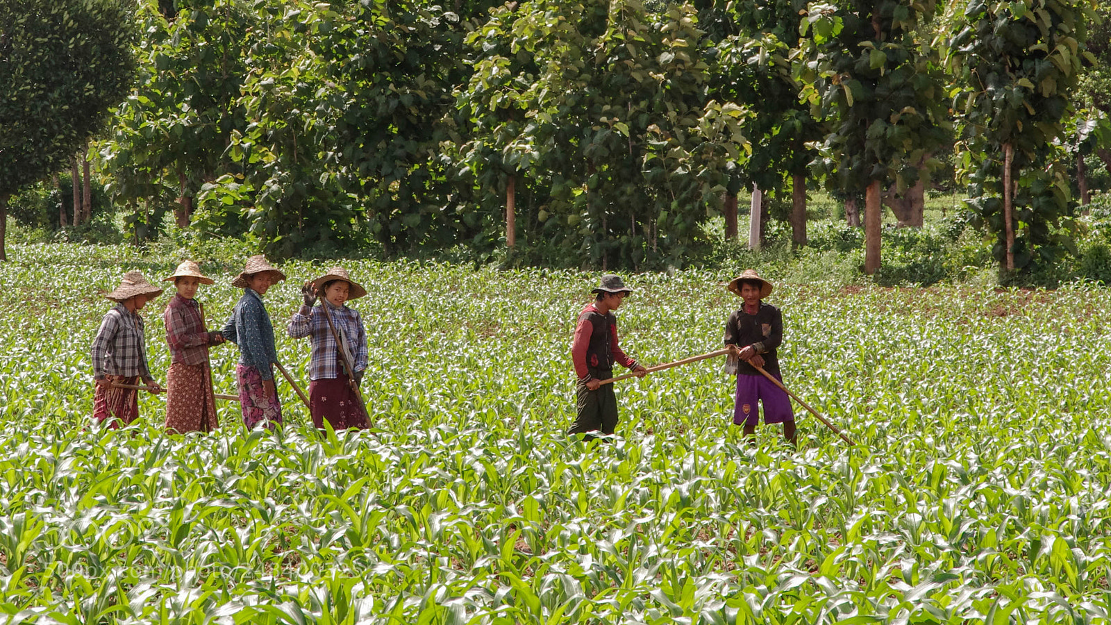 Pentax K-5 sample photo. Myanmar photography