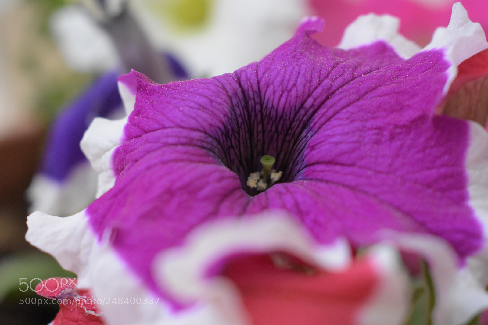Nikon D3400 sample photo. Flower 2 photography